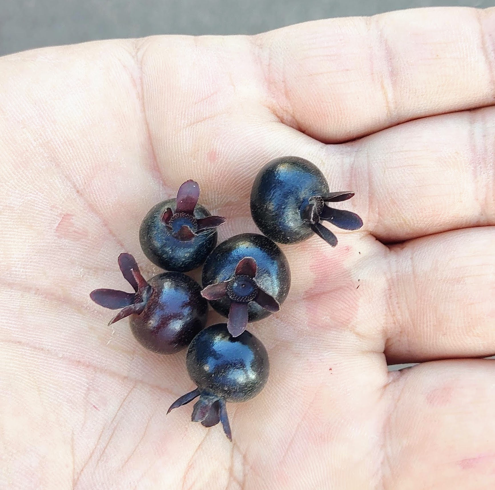 last 3 seeds - Dwarf Grumixama (Eugenia itaguahiensis) - 1 germinated seed / 1 gekeimter Samen