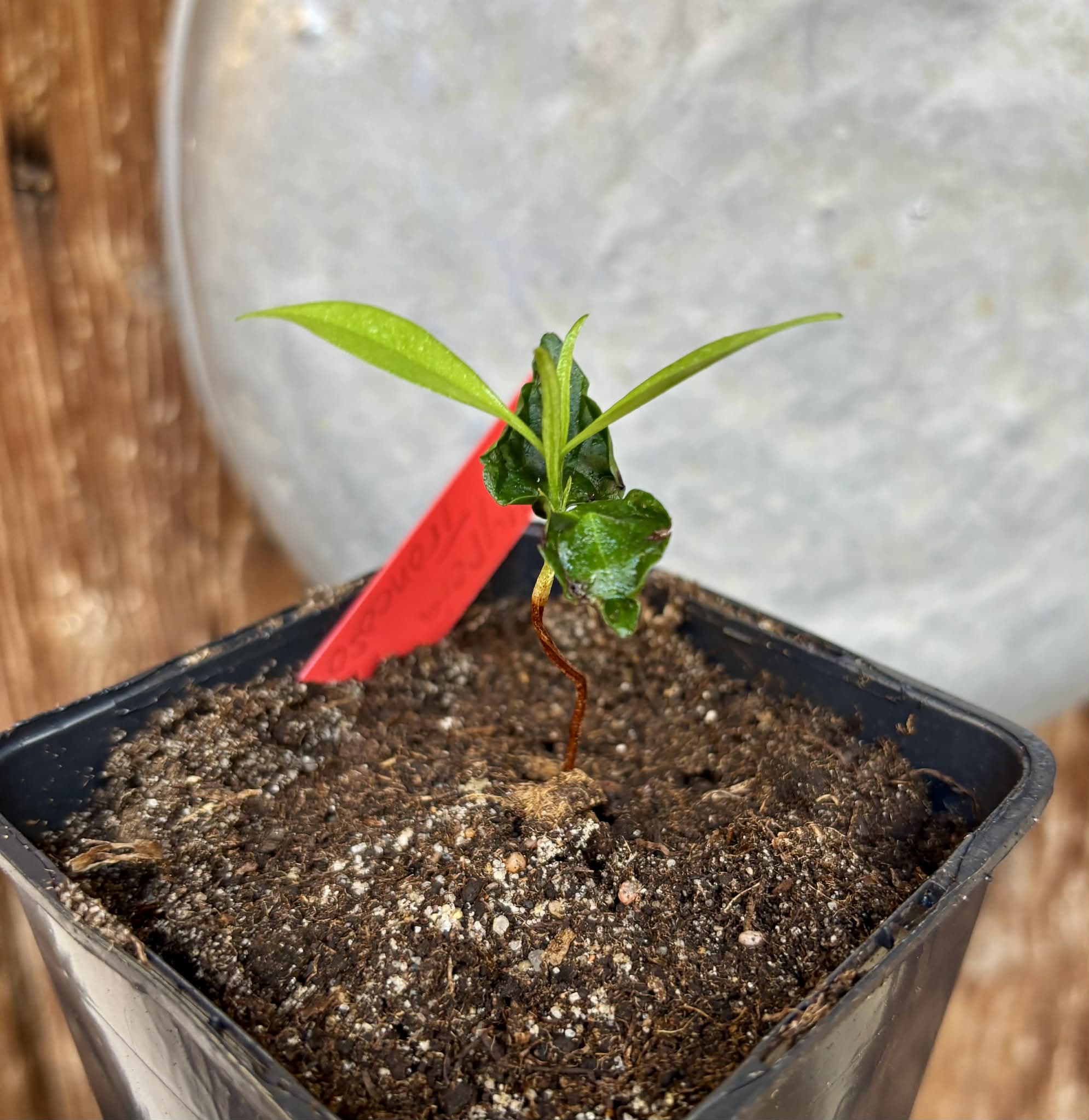 Myrcia sp Trancoso -  1 potted seedling / 1 getopfter Sämling