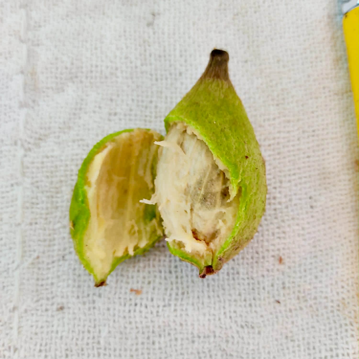 Pre Order - Eugenia sp Bananinha - 1 fresh seed / 1 frischer Samen