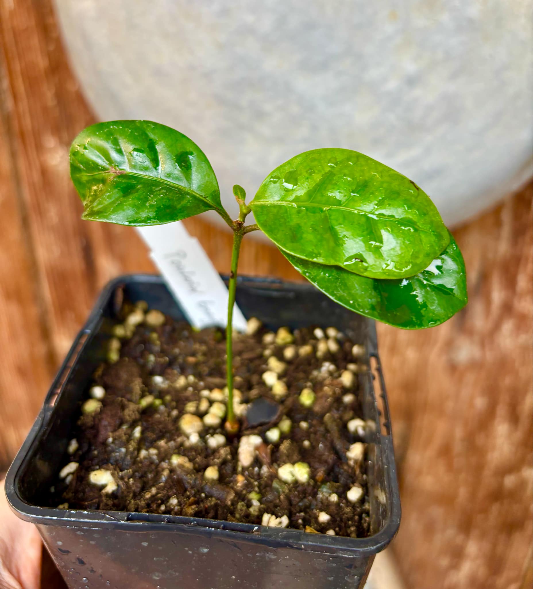 Pouteria bangii - 1 potted plant / 1 getopfte Pflanze