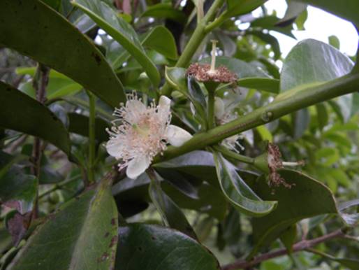 ARAÇA-AÇU (Psidium arboreum)  - 1 potted seedling / 1 getopfter Sämling