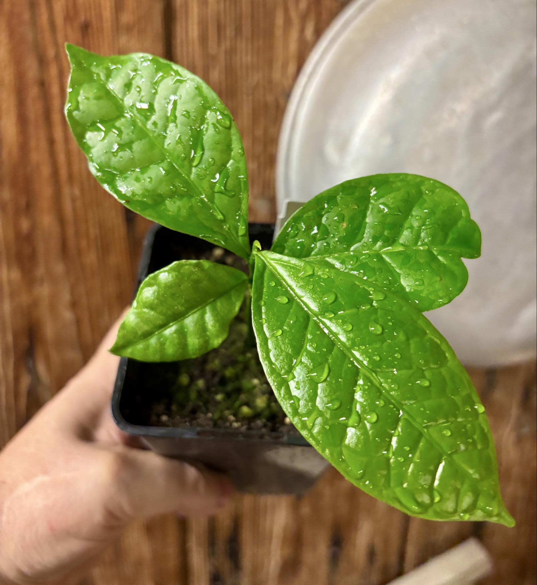 Cymbopetalum brasiliensis - 1 potted seedling / 1 getopfter Sämling Cymbopetalum brasiliensis - 1 potted seedling / 1 getopfter Sämling