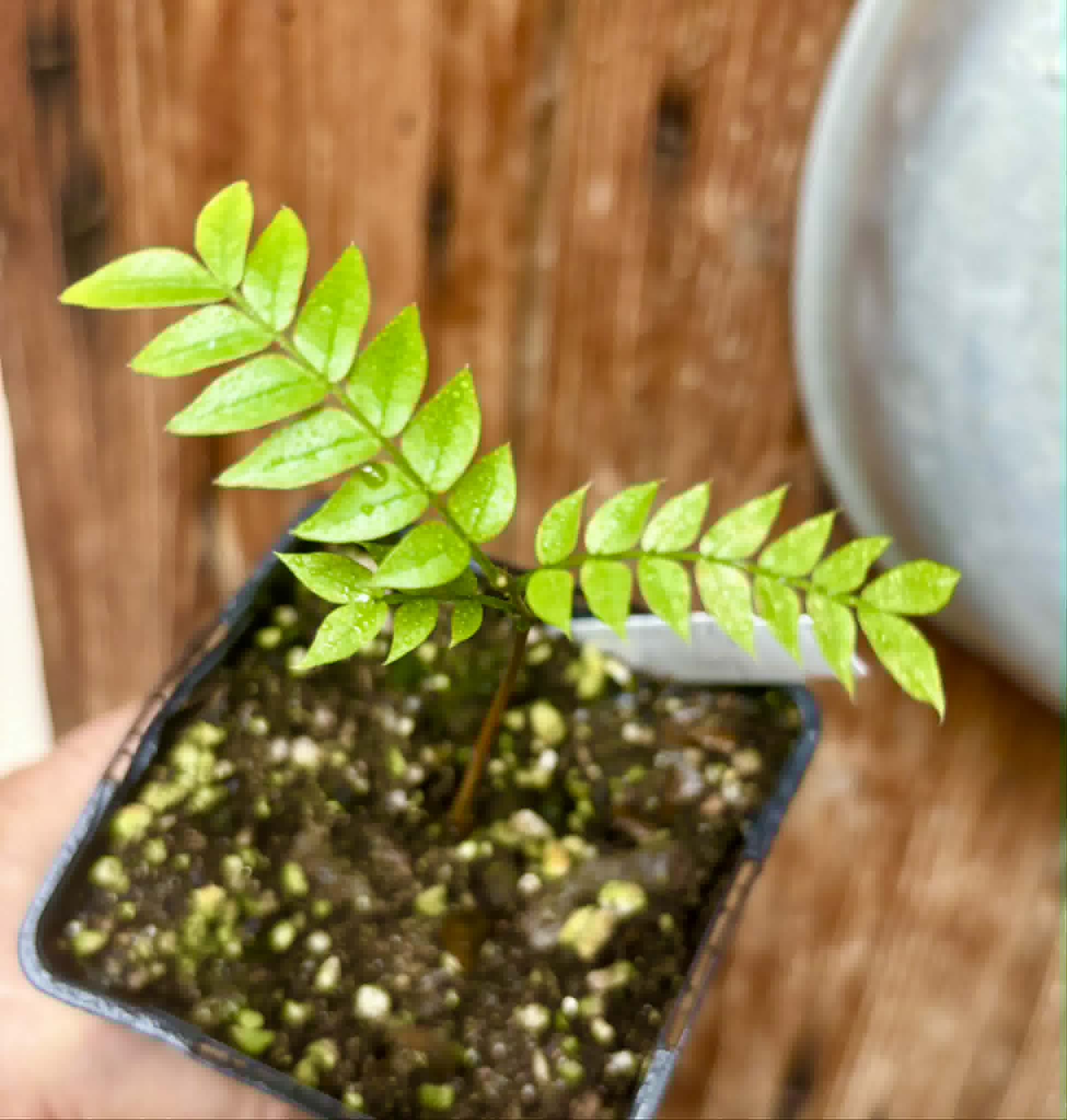 last plant - Inga aff. Pedunculata  - 1 potted seedling / 1 getopfter Sämling
