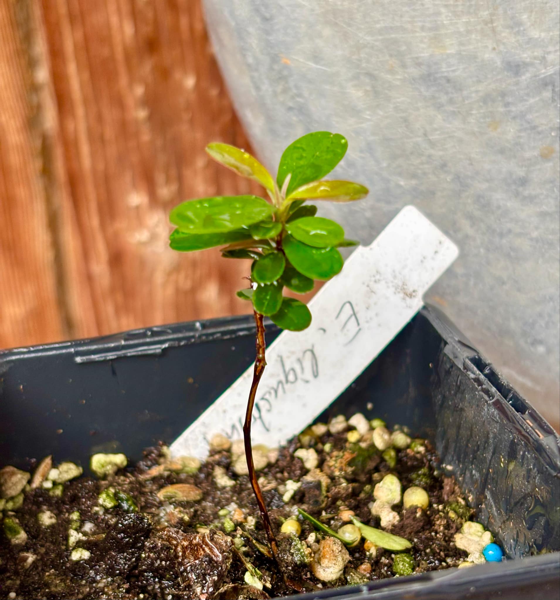 Eugenia ligustrina - 1 potted plant / 1 getopfte Pflanze