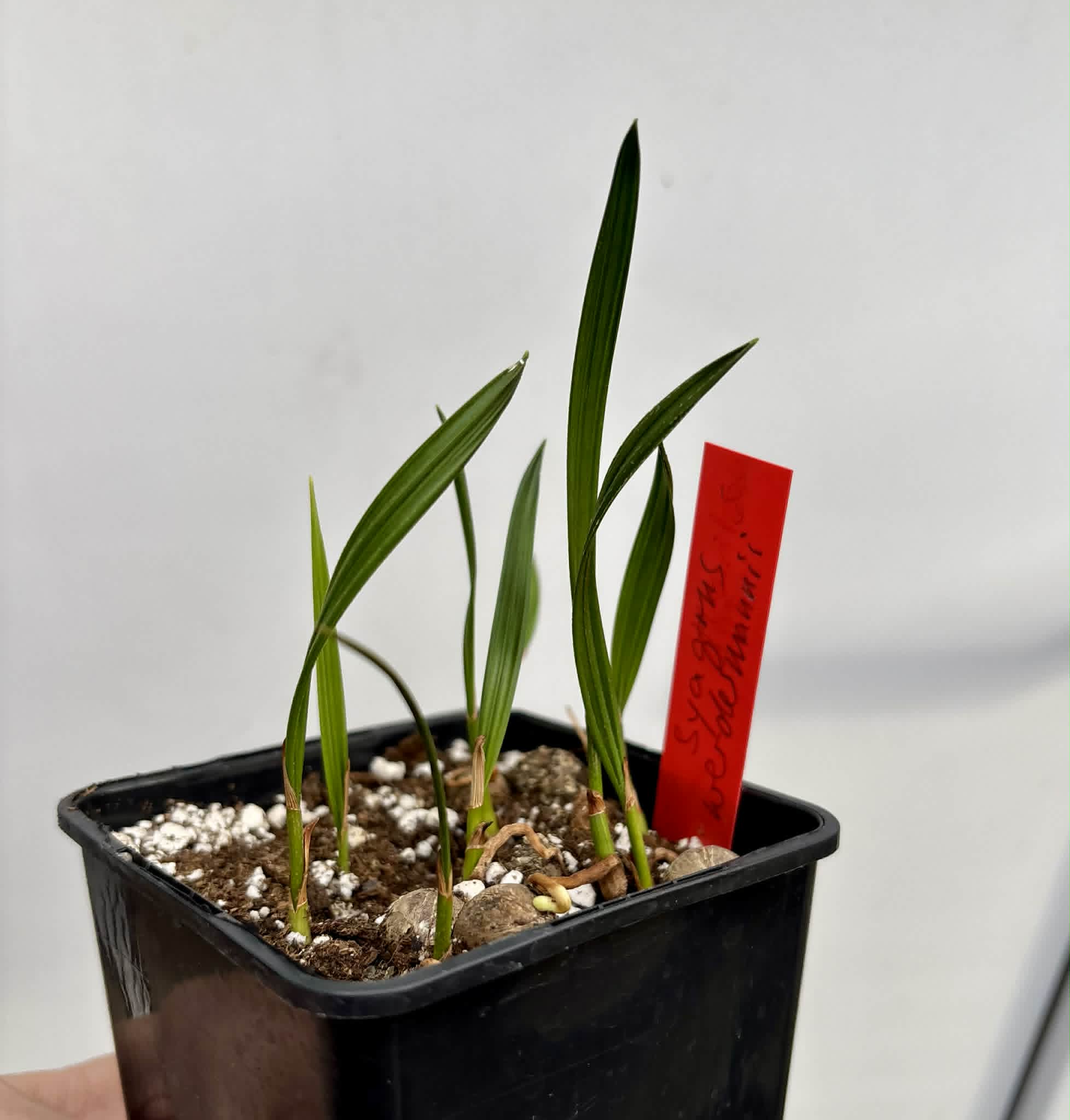 7 in 1 pot - Coco de Raposa (Syagrus werdermannii) -  7 seedlings in one pot / 7 Sämlinge in einem Topf