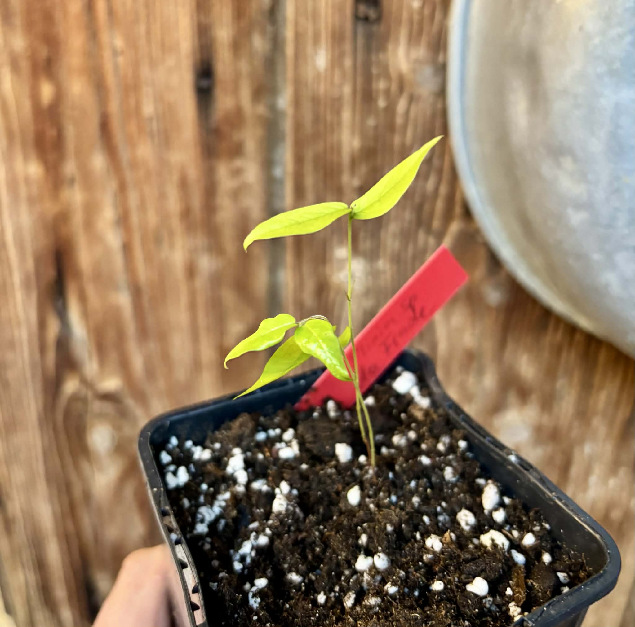 Plinia sp. do Frade - 1 potted seedling / 1 getopfter Sämling