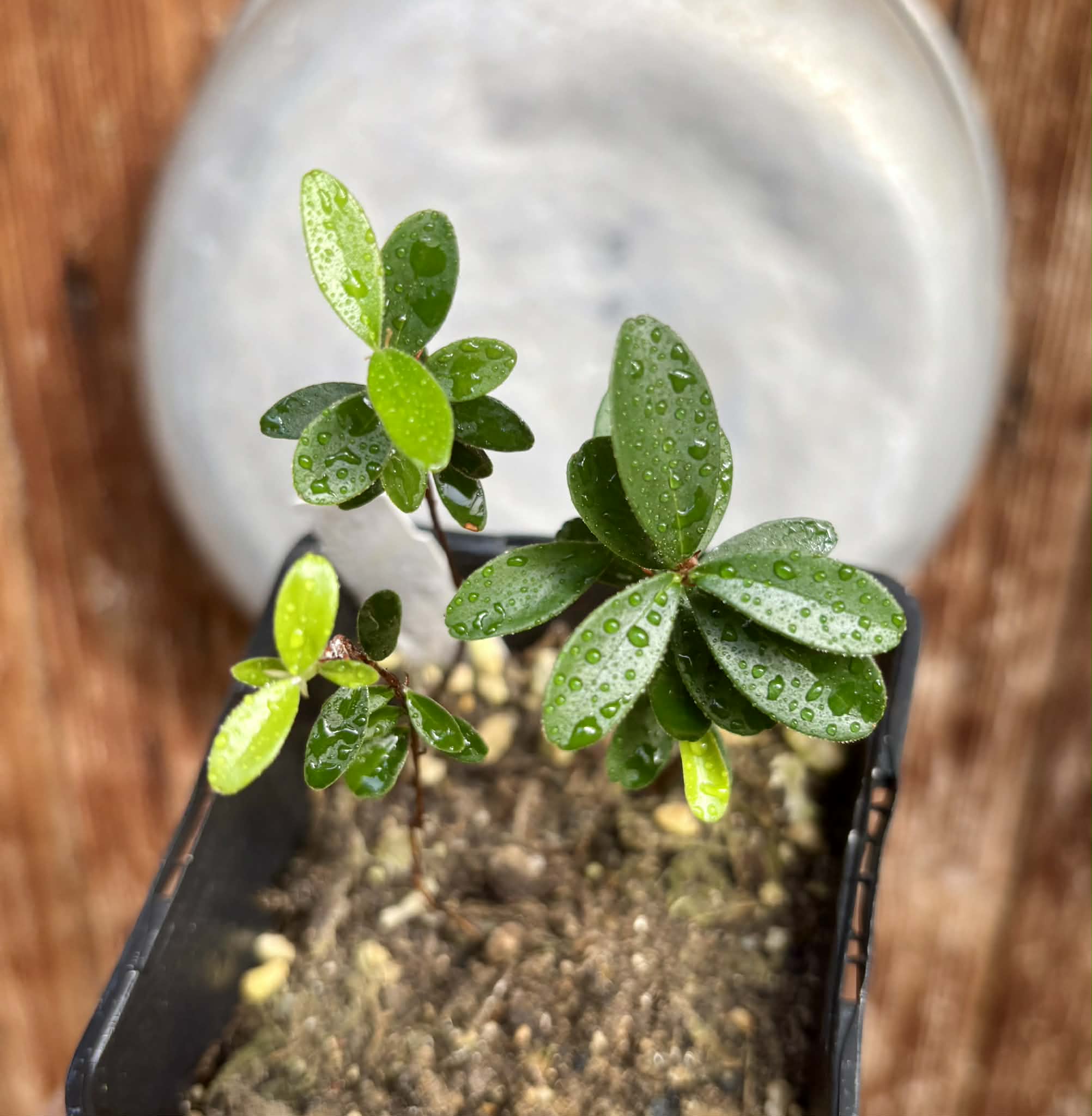 3 in 1 pot - Eugenia ligustrina - 3 seedlings in one pot / 3 Sämlinge in einem Topf