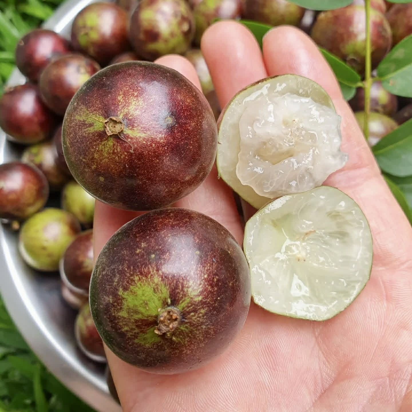 Jabuticaba Peluda-de-Alagoas (Plinia sp Grimal) -  1 fresh seed / 1 frischer Samen