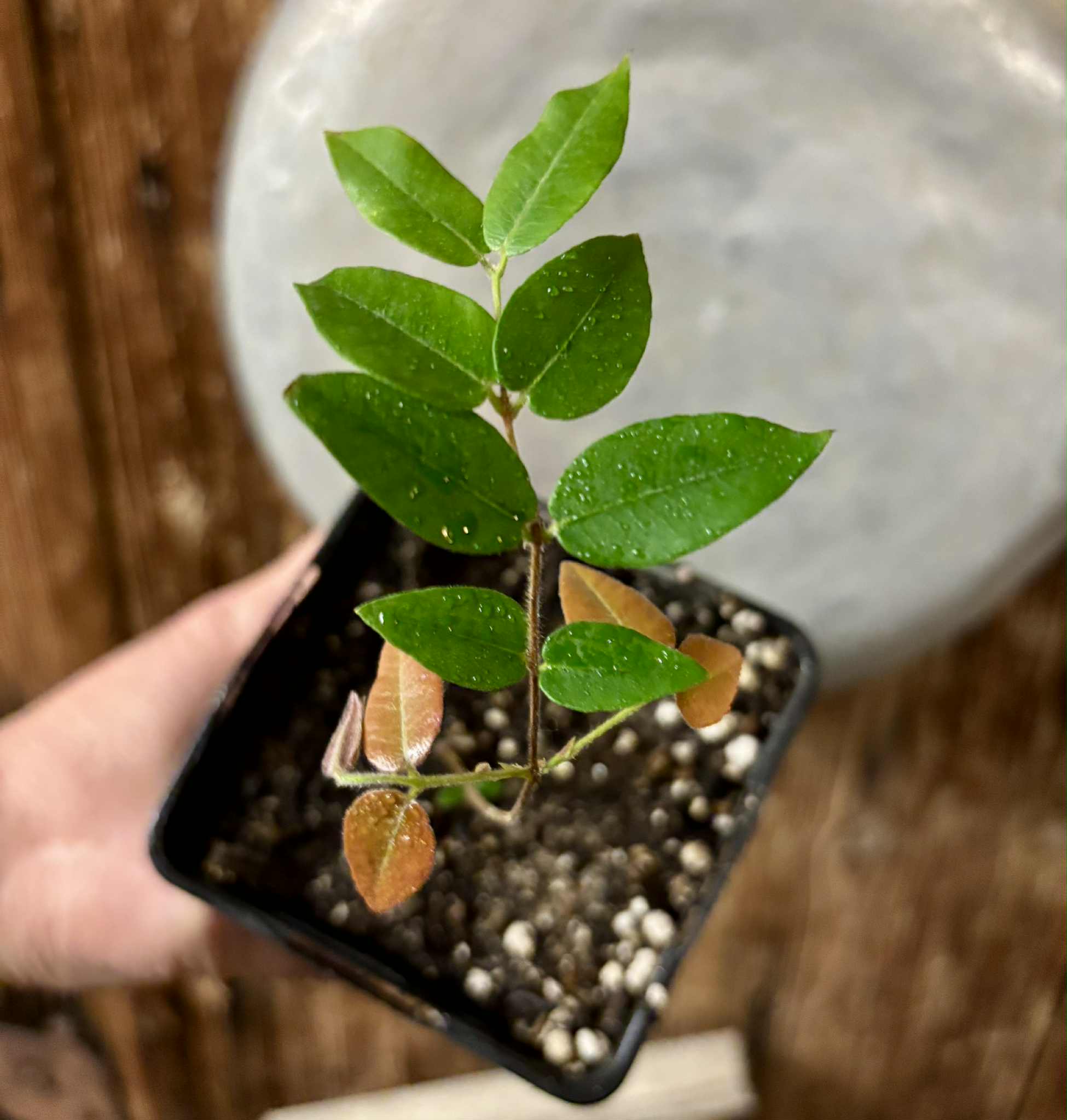 Myrciaria aff plinioides-  1 potted seedling / 1 getopfter Sämling
