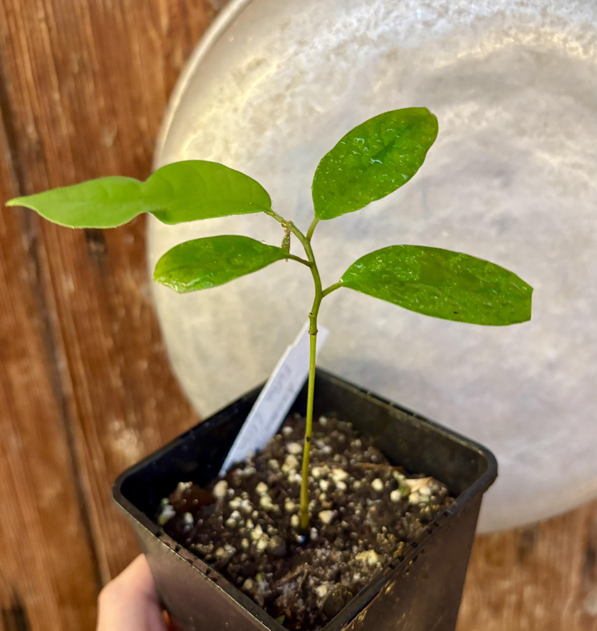 Annona cf bahiensis Folha Llisa - 1 pottet seedling / 1 getopfter Sämling