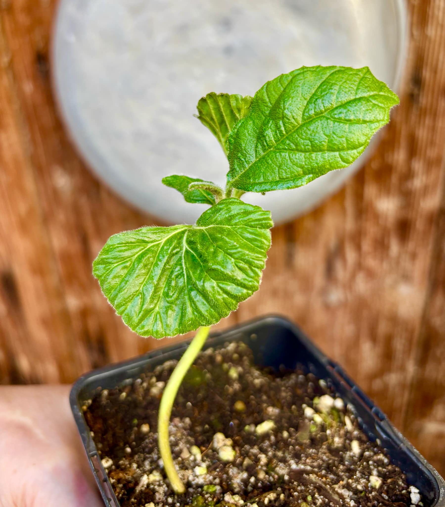 Zirikote (Cordia dodecandra) - 1 small potted seedling / 1 kleiner, getopfter Sämling