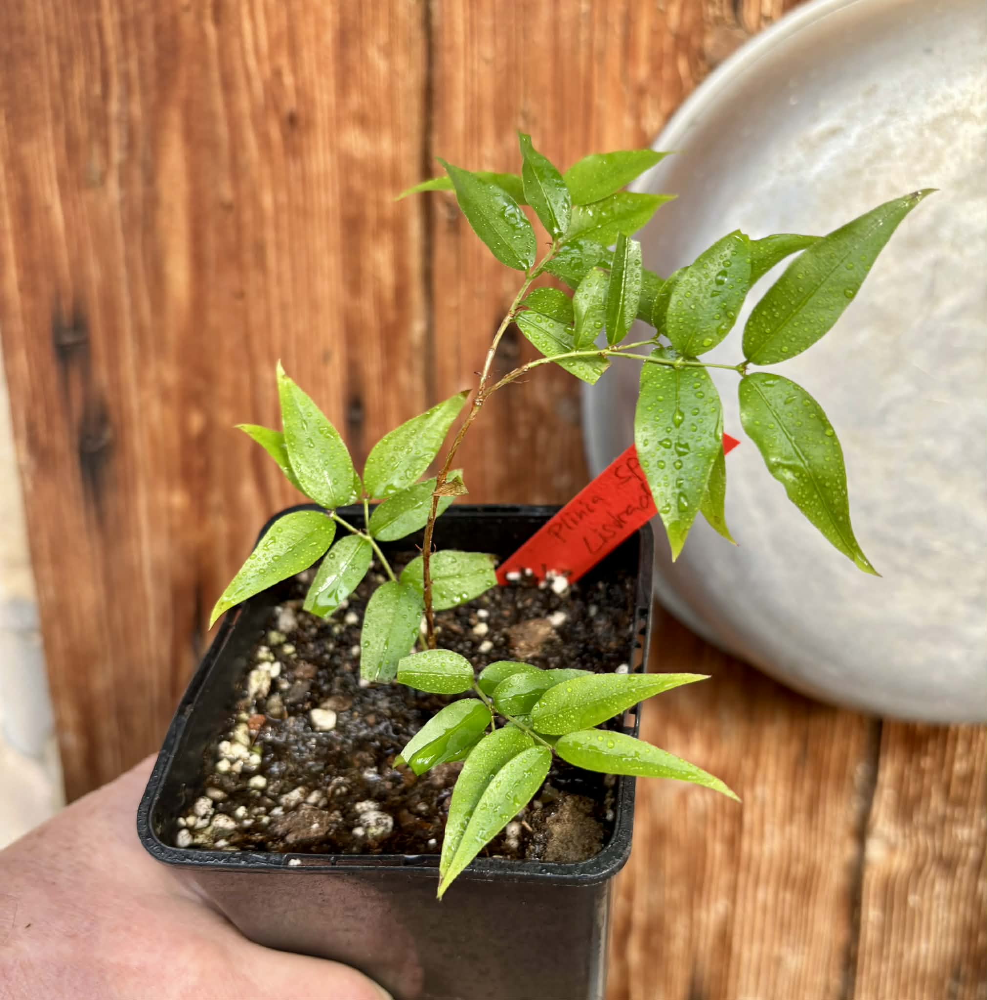 Plinia sp. Listrada - 1 potted seedling / 1 getopfter Sämling