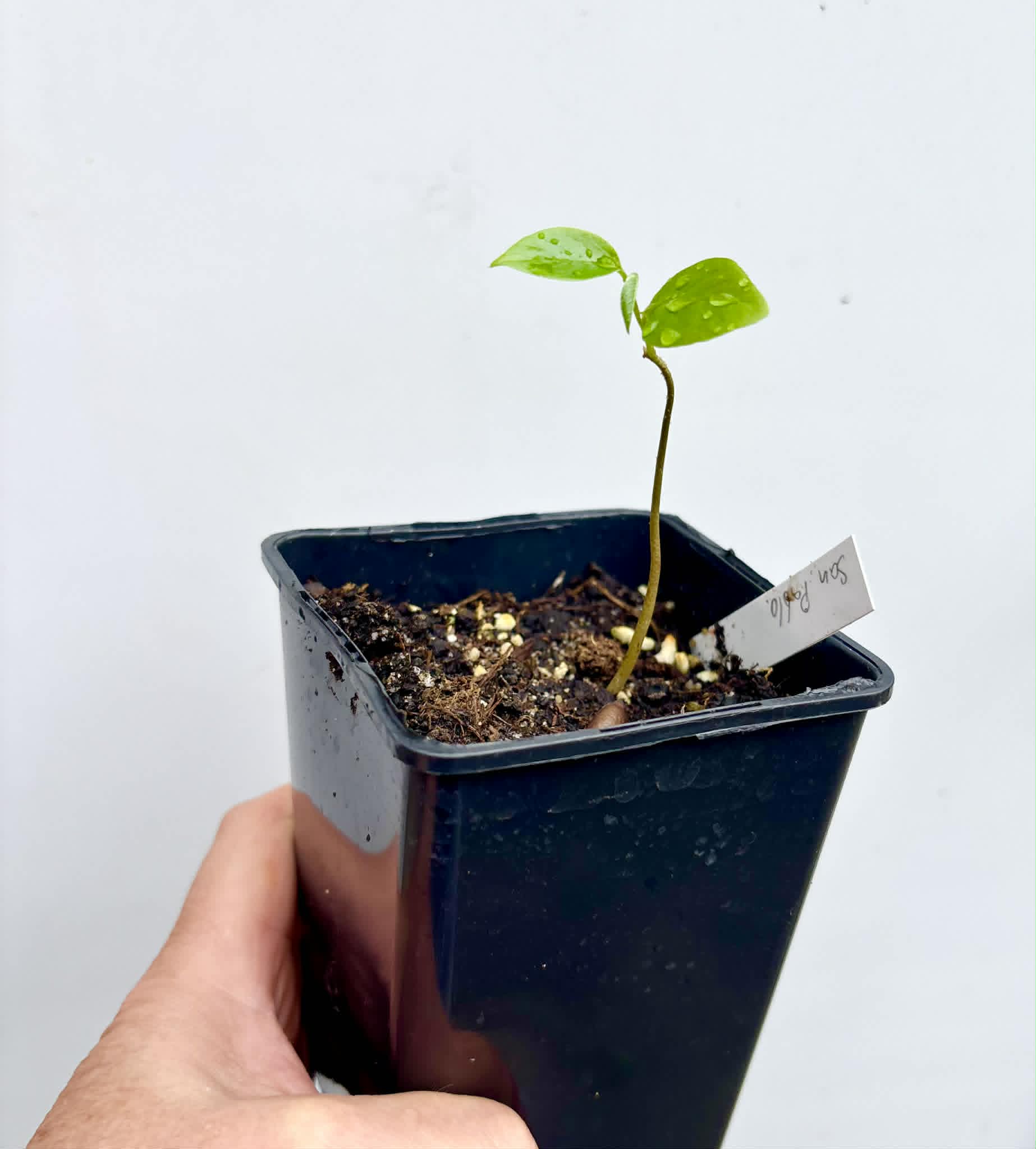 Annona reticulata var San Pablo - 1 potted seedling / 1 getopfter Sämling
