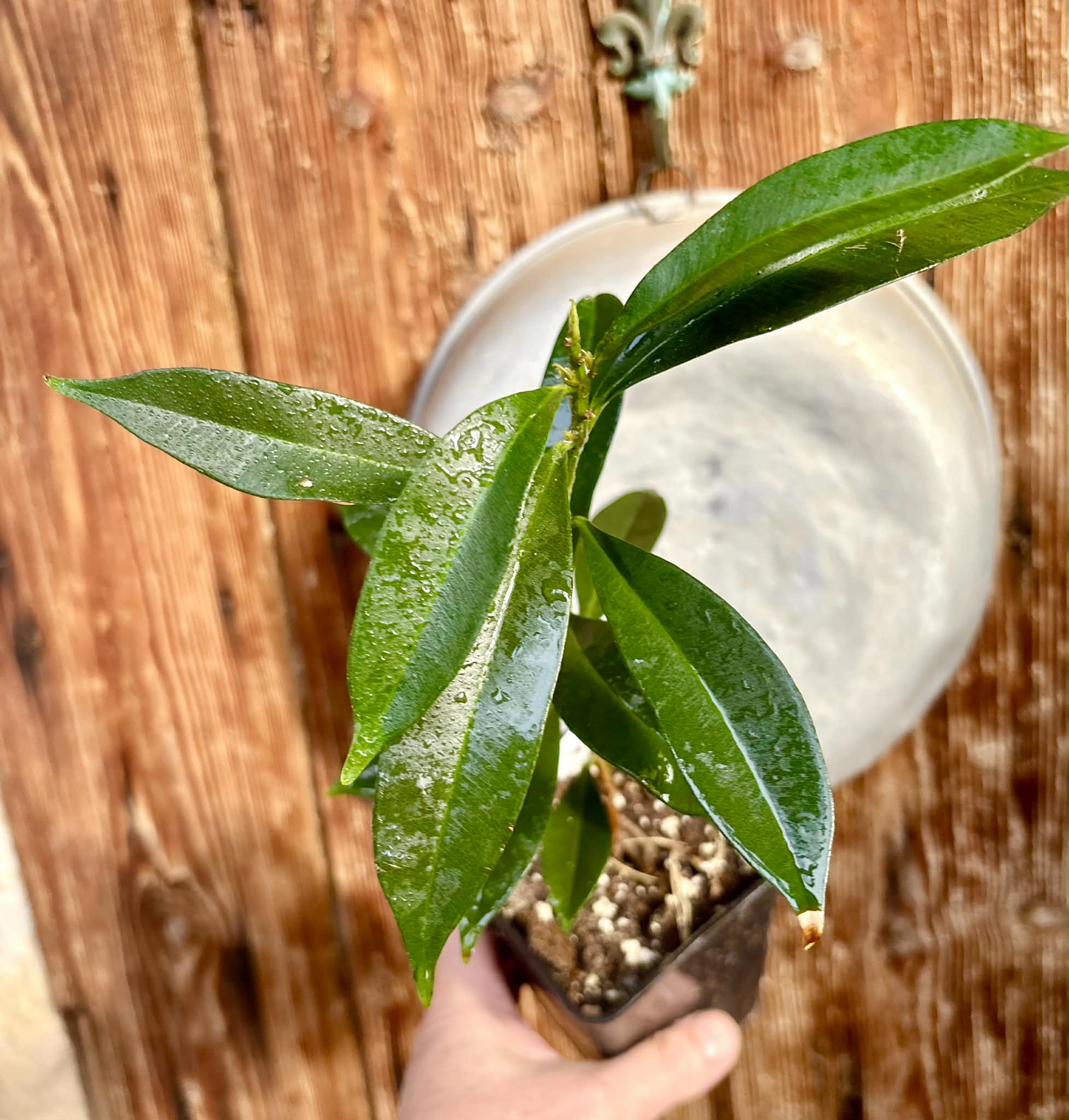 Syzygium cumini - 1 potted plant / 1 getopfte Pflanze