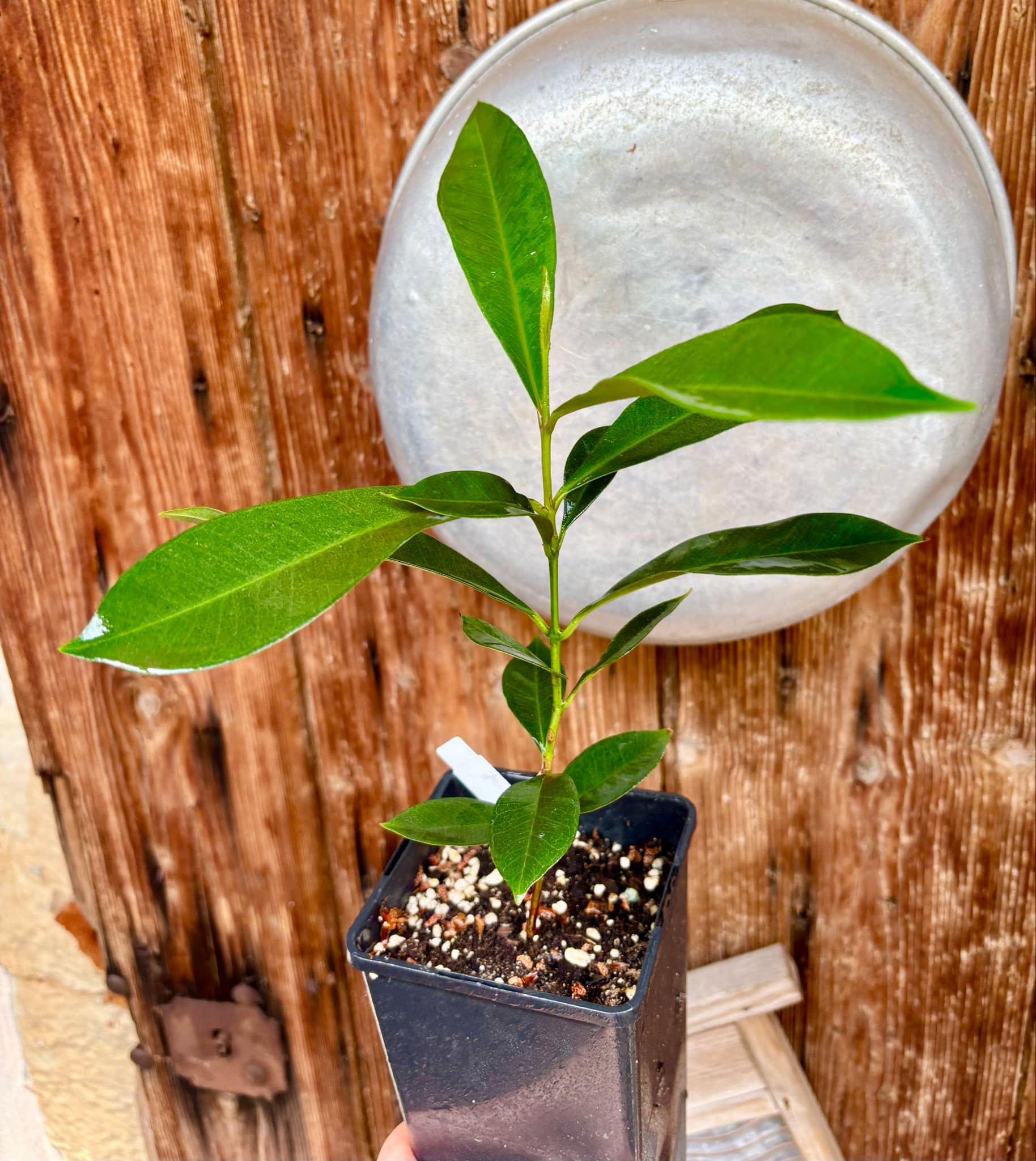 Syzygium cumini - 1 potted plant / 1 getopfte Pflanze