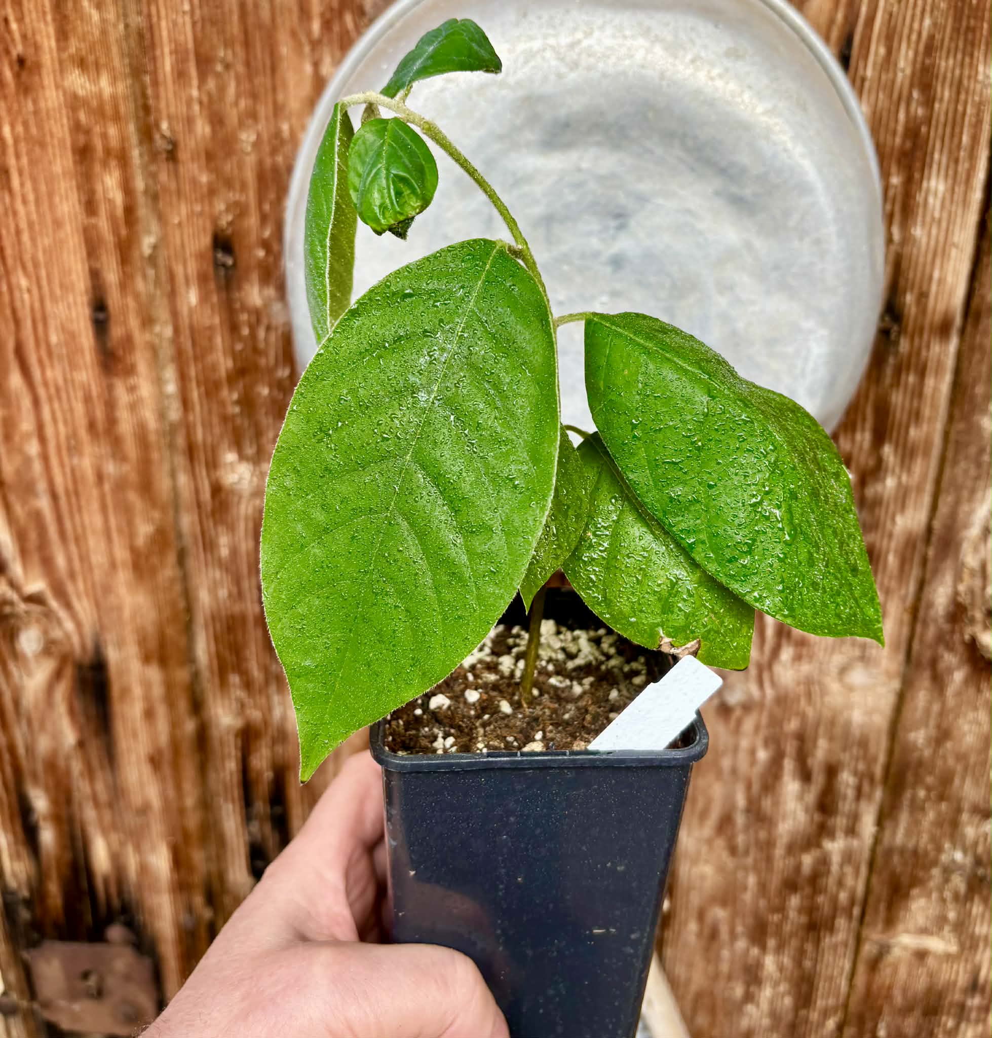 Annona sylvatica - 1 potted plant / 1 getopfte Pflanze