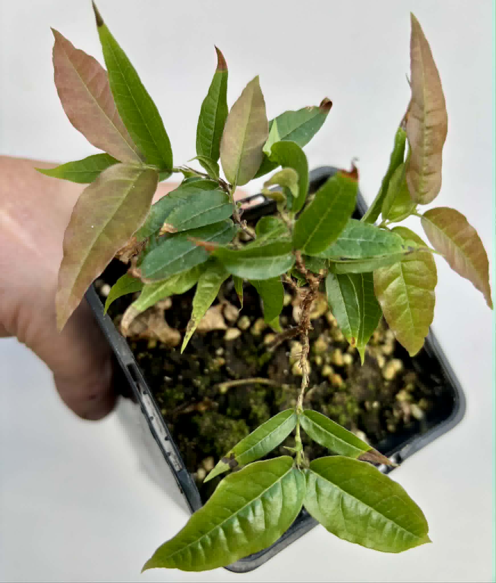 Plinia spiritosantensis var. Mucuri Velvet - 1 potted plant/ 1 getopfte Pflanze