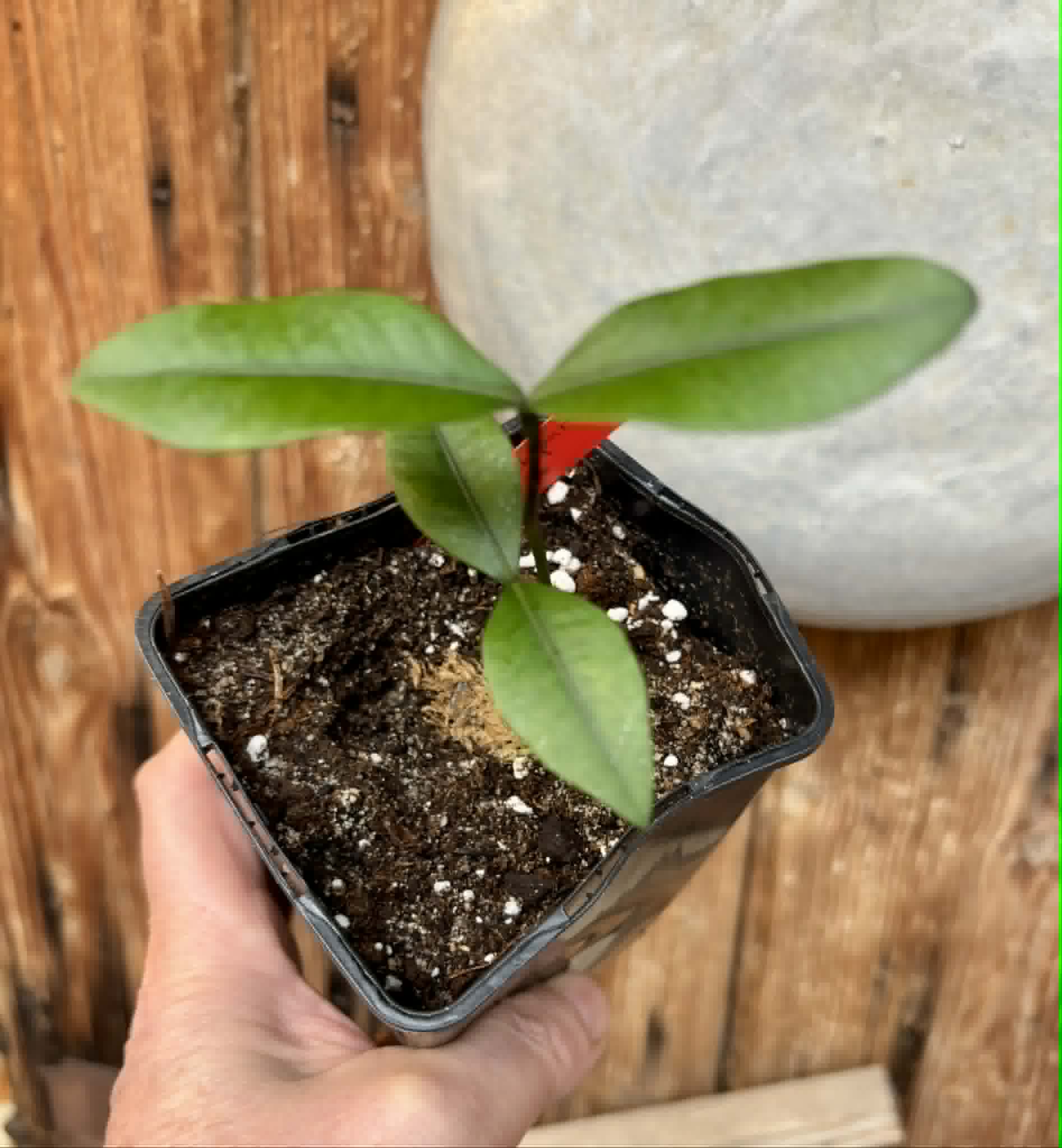 Bacupari  (Garcinia brasiliensis) -  1 potted seedling / 1 getopfter Sämling