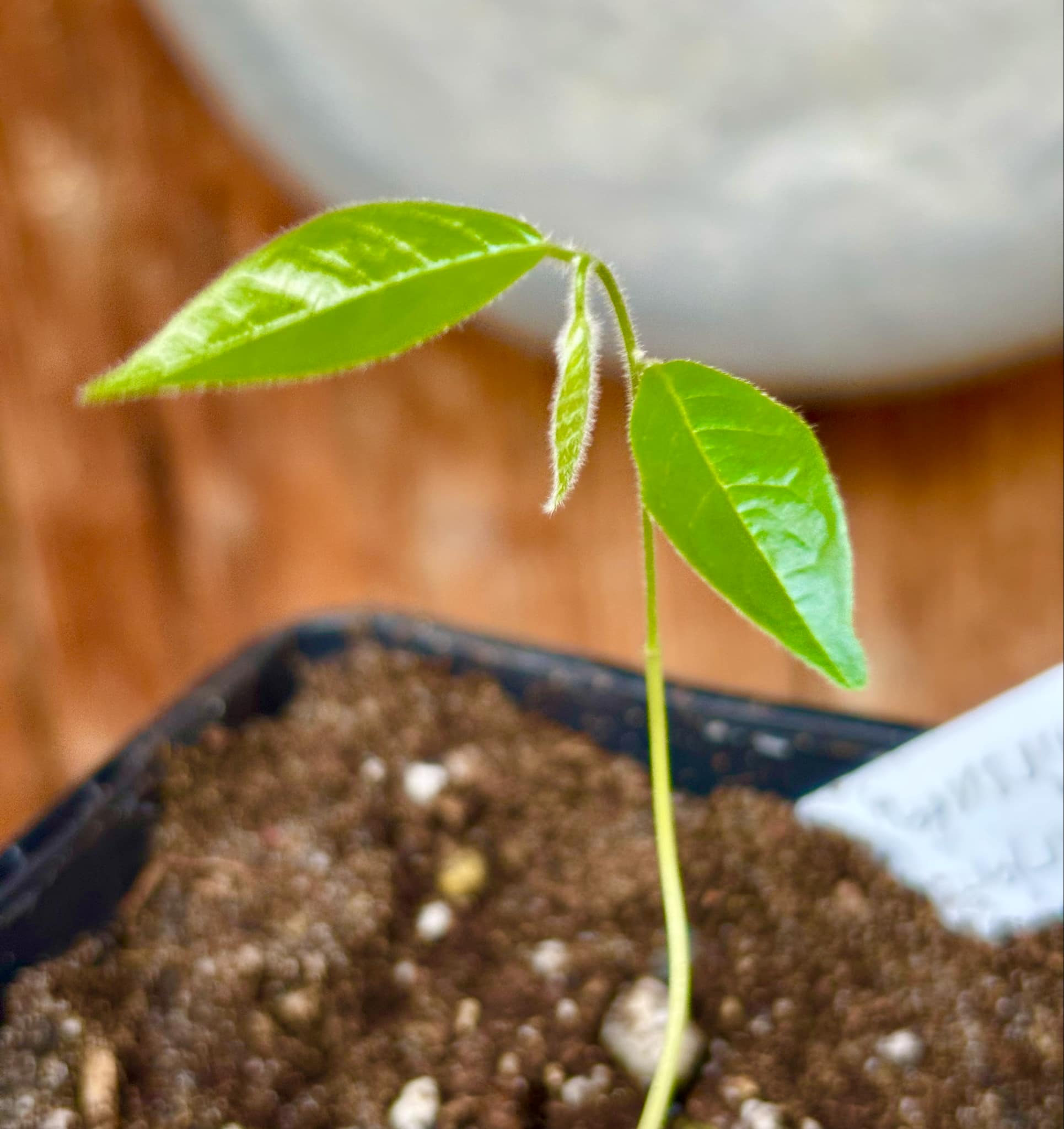 Uvaria hirsuta -  1 small potted seedling / 1 kleiner, getopfter Sämling