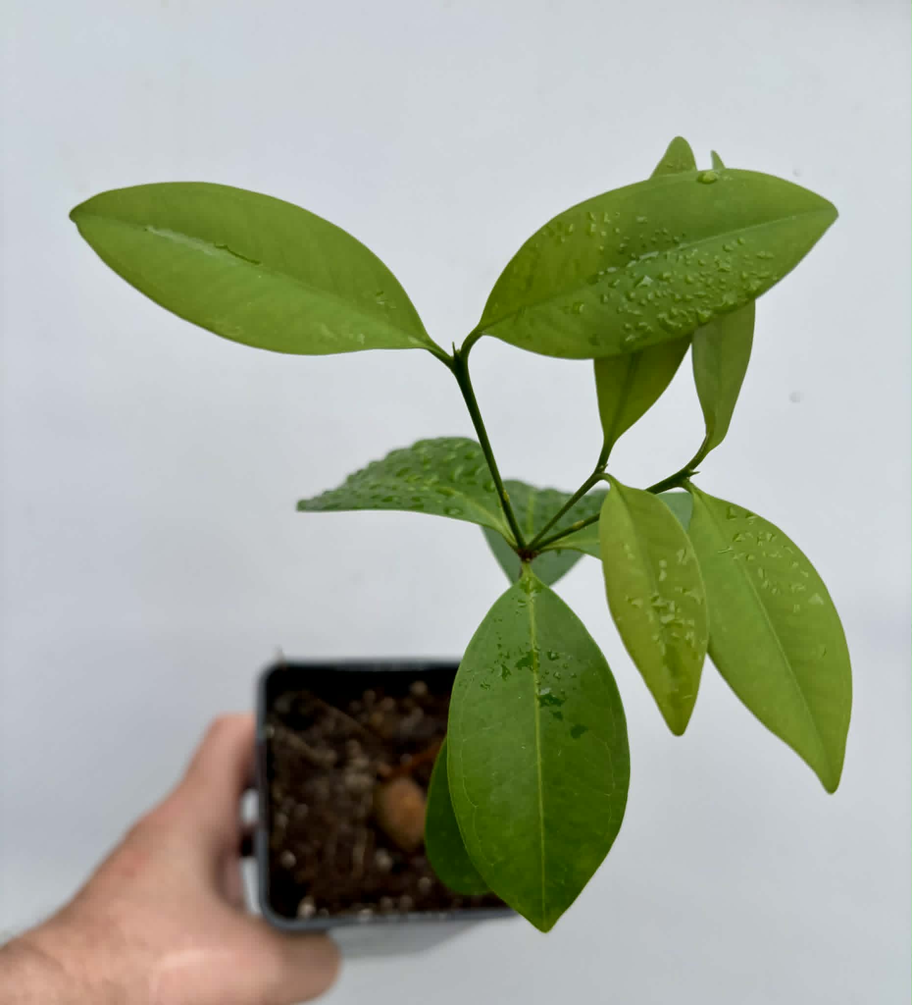 Eugenia sp Itayuba - 1 potted plant / 1 getopfte Pflanze