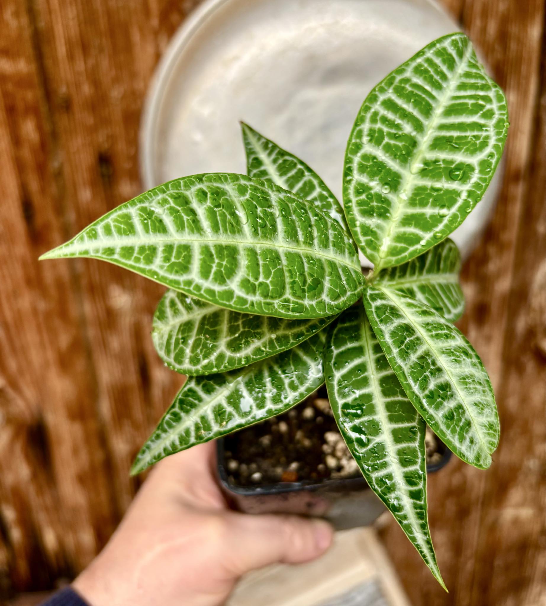 Eugenia sp Labisia Nr. C -  1 potted plant / 1 getopfte Pflanze