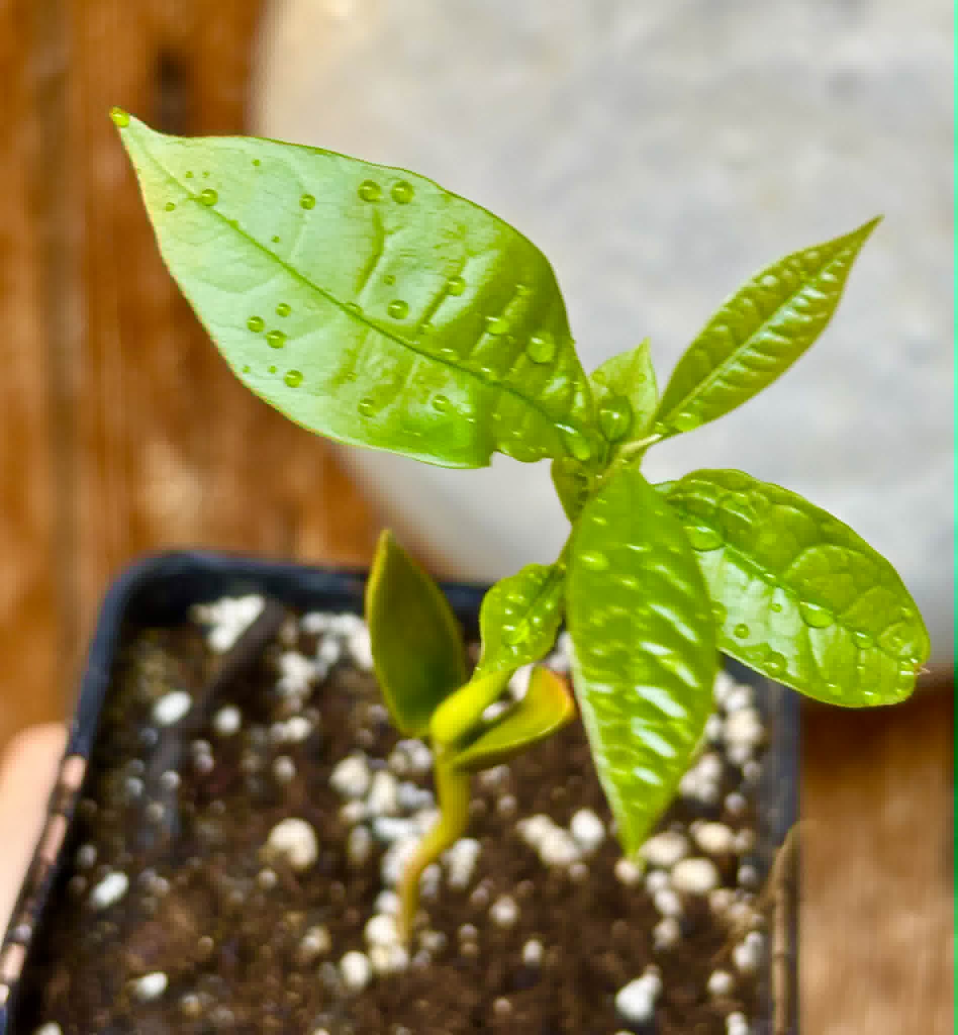 Chrysophyllum sp Abiu Rondonia - 1 potted seedling / 1 getopfter Sämling