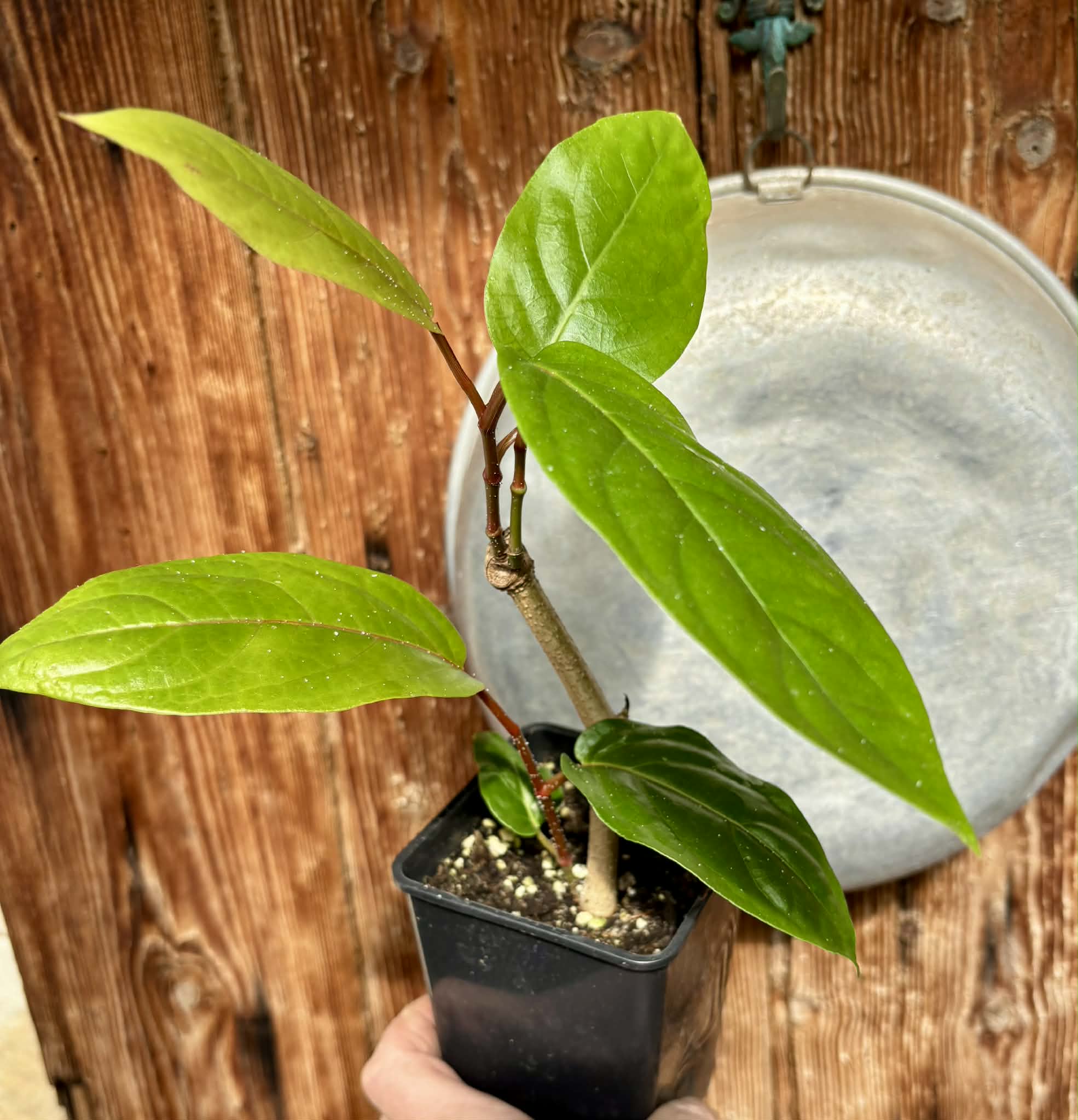 rooted cutting - Long Pepper  (Piper longum) - 1 potted plant / 1 getopfte Pflanze