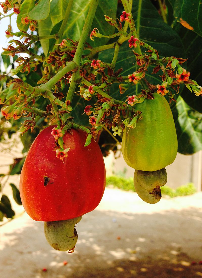 Anacardium occidentale - Cashew - 1 germinated seed / 1 gekeimter Samen