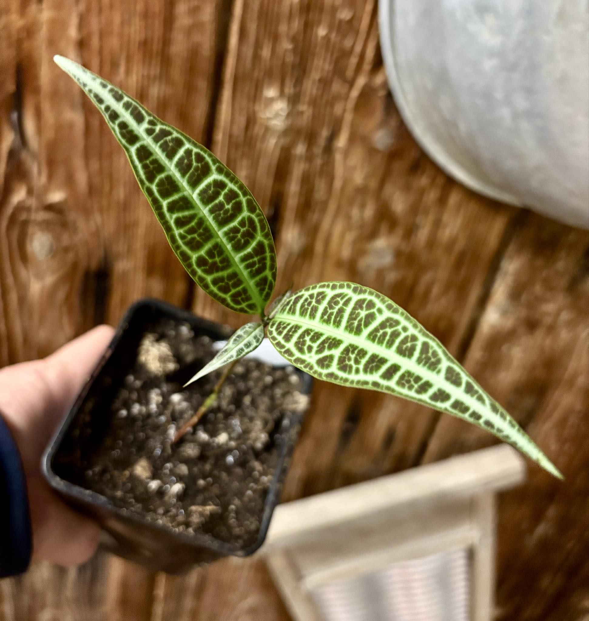 Eugenia sp Labisia -  1 potted seedling / 1 getopfter Sämling