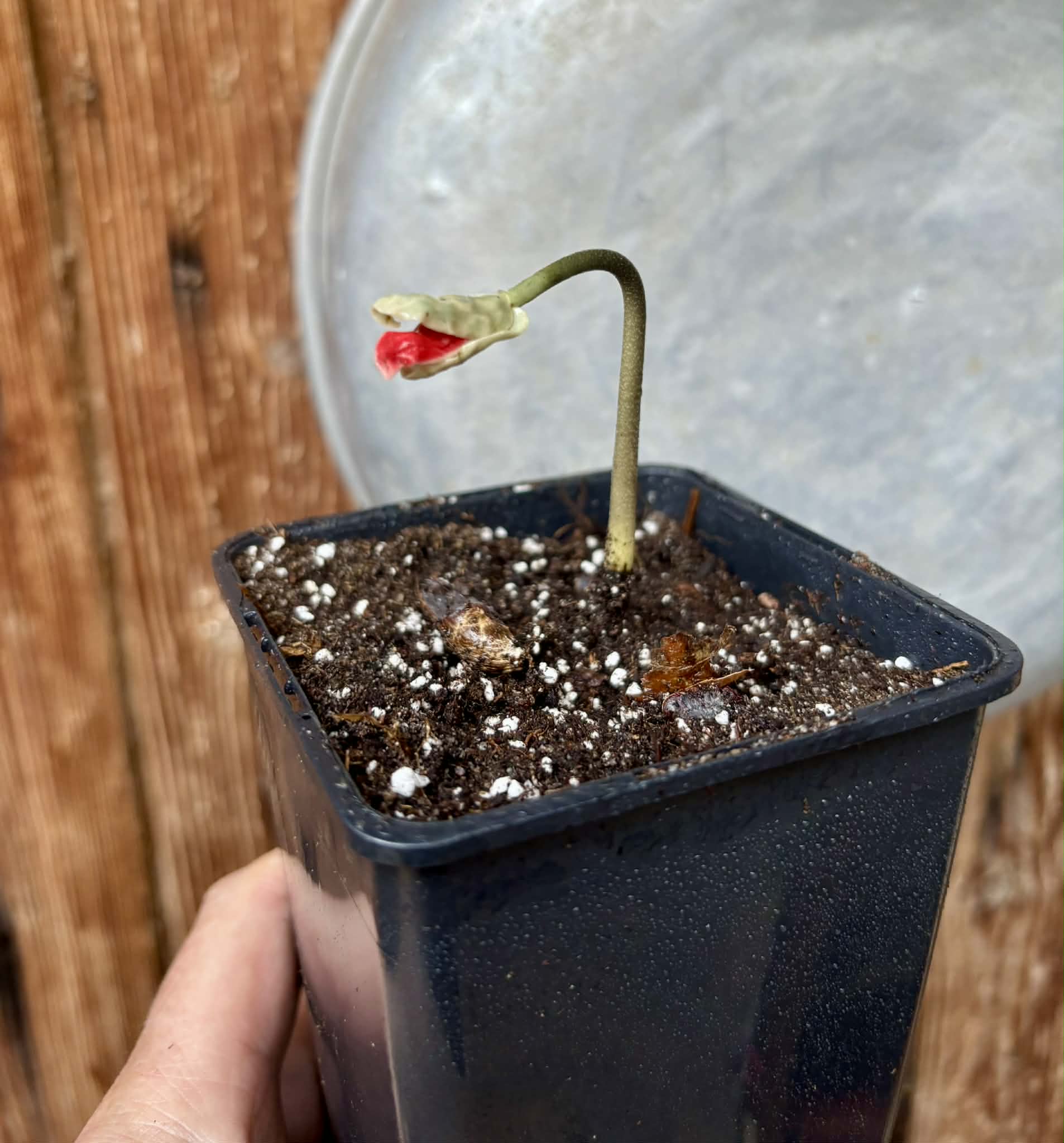 Diospyros transitoria - 1 potted seedling / 1 getopfter Sämling