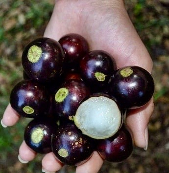 10 years old - Jaboticaba Val Paraiso (Plinia coronata var. Val Paraiso) - 1 potted plant / 1 getopfte Pflanze 