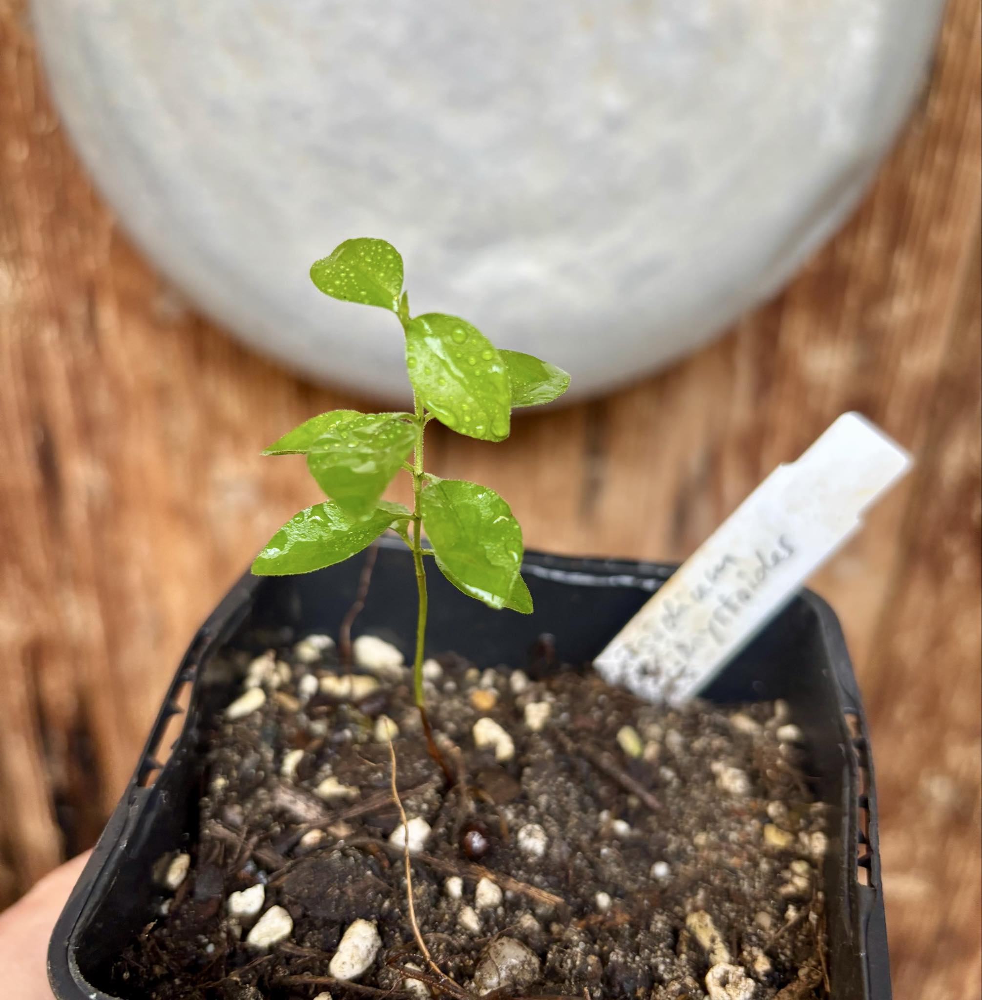 Purple Forest Guave - Psidium myrtoides  - 1 small potted seedling / 1 kleiner, getopfter Sämling