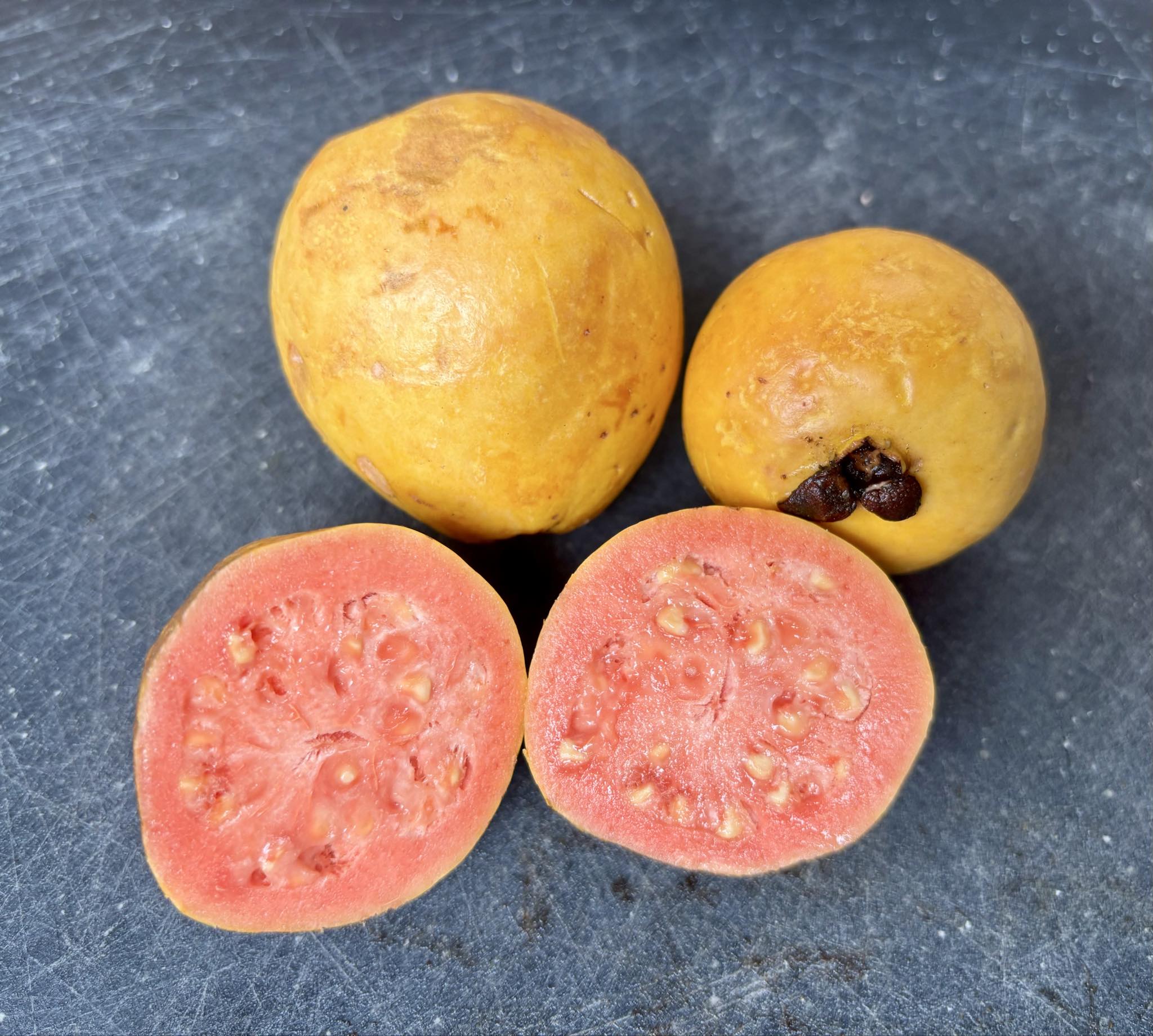 fruits after 2 years in Brasil - Psidium guajava  "Paluma"  - 3 fresh seeds / 3 frische Samen