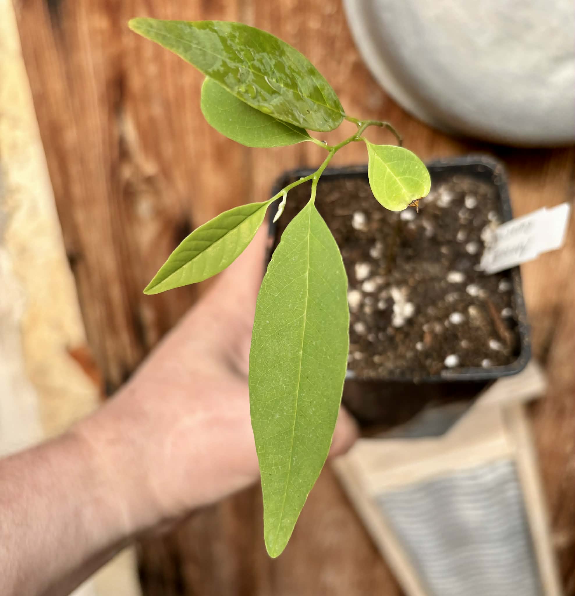 Annona emarginata - 1 potted plant / 1 getopfte Pflanze