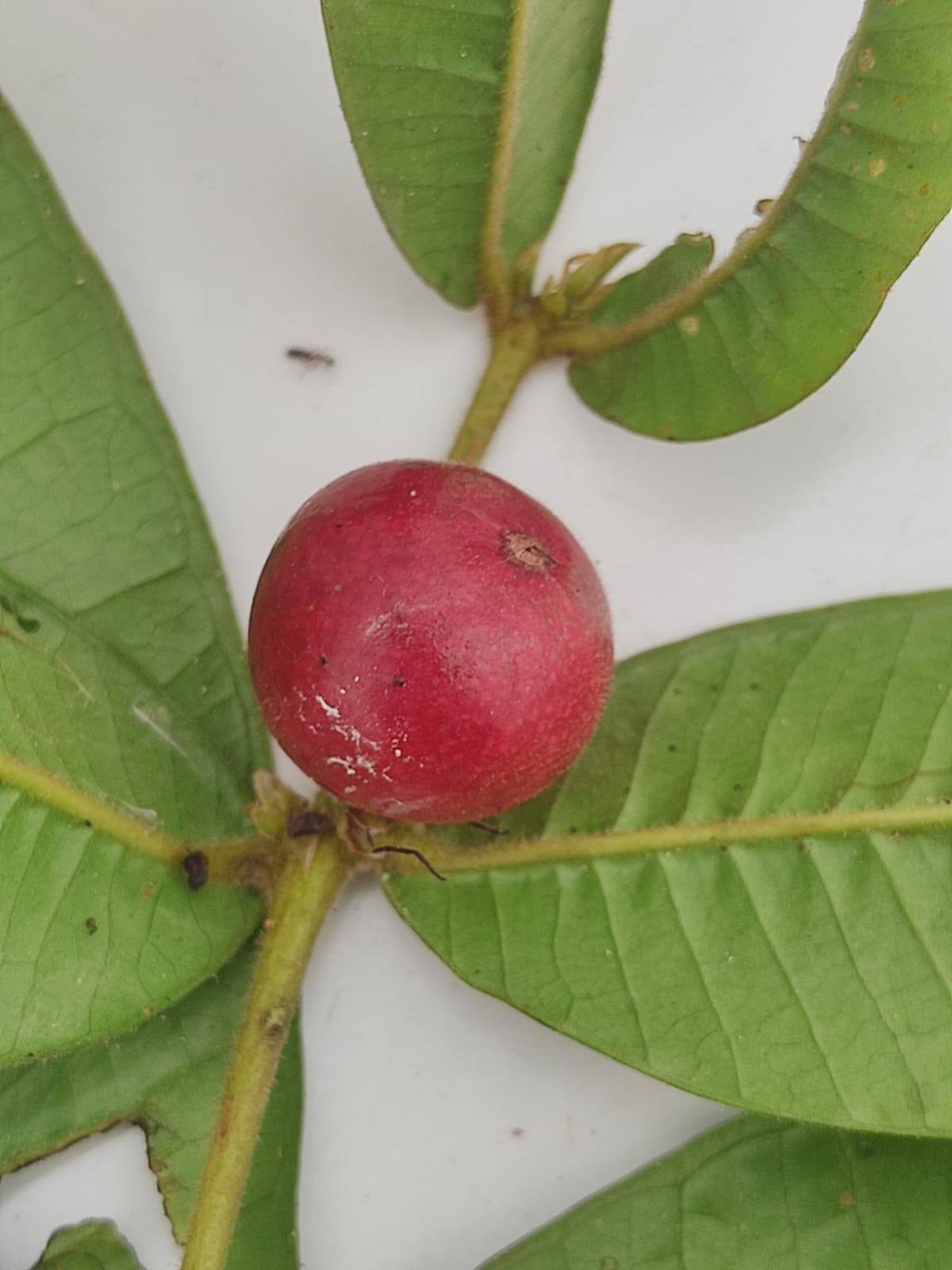 Myrciaria sp Ibiraptanga -  1 fresh seed / 1 frischer Samen