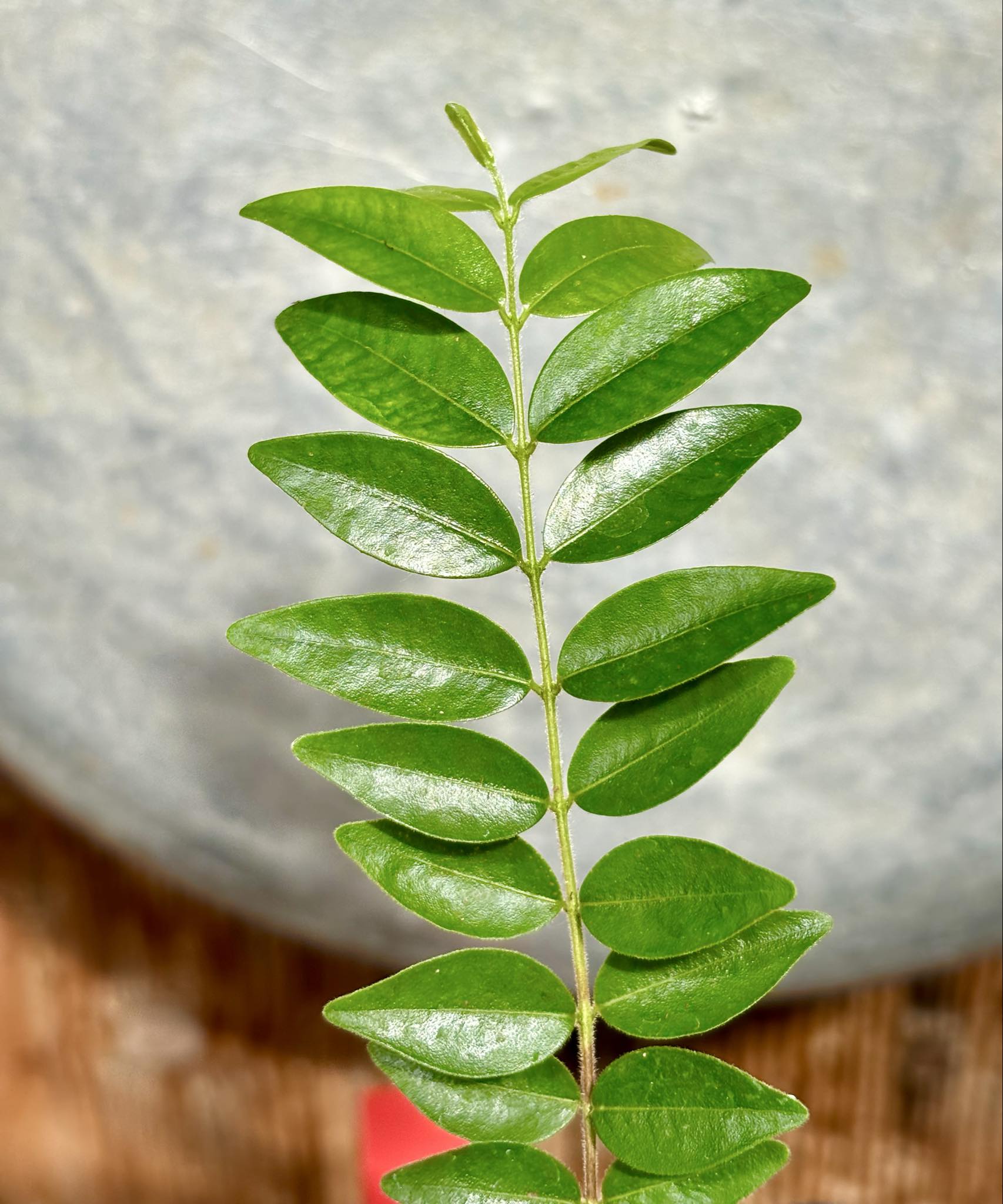 Myrciaria sp Pastora - 1 potted plant / 1 getopfte Pflanze