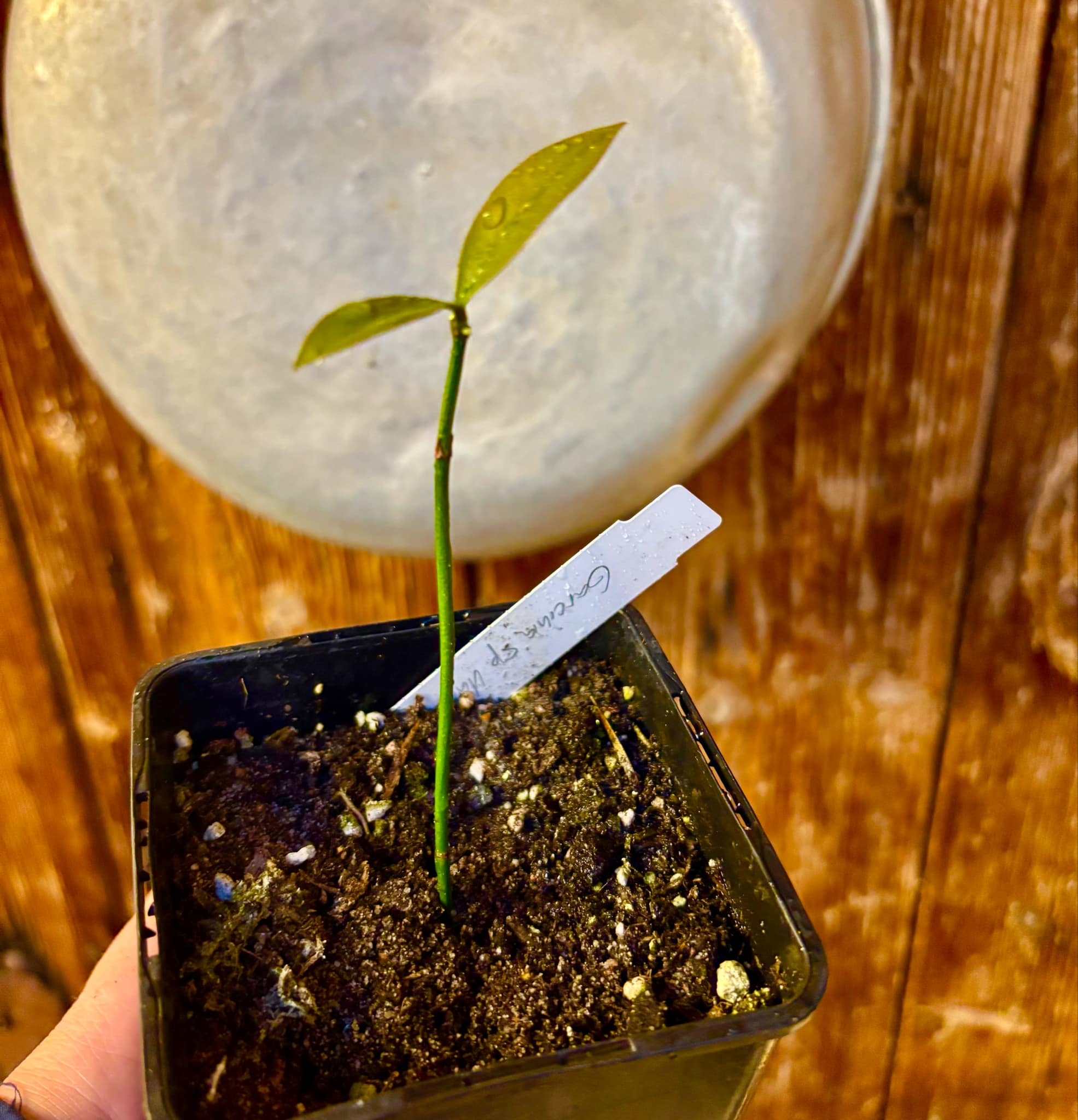 Garcinia sp UNA - 1 small potted seedling / 1 kleiner, getopfter Sämling