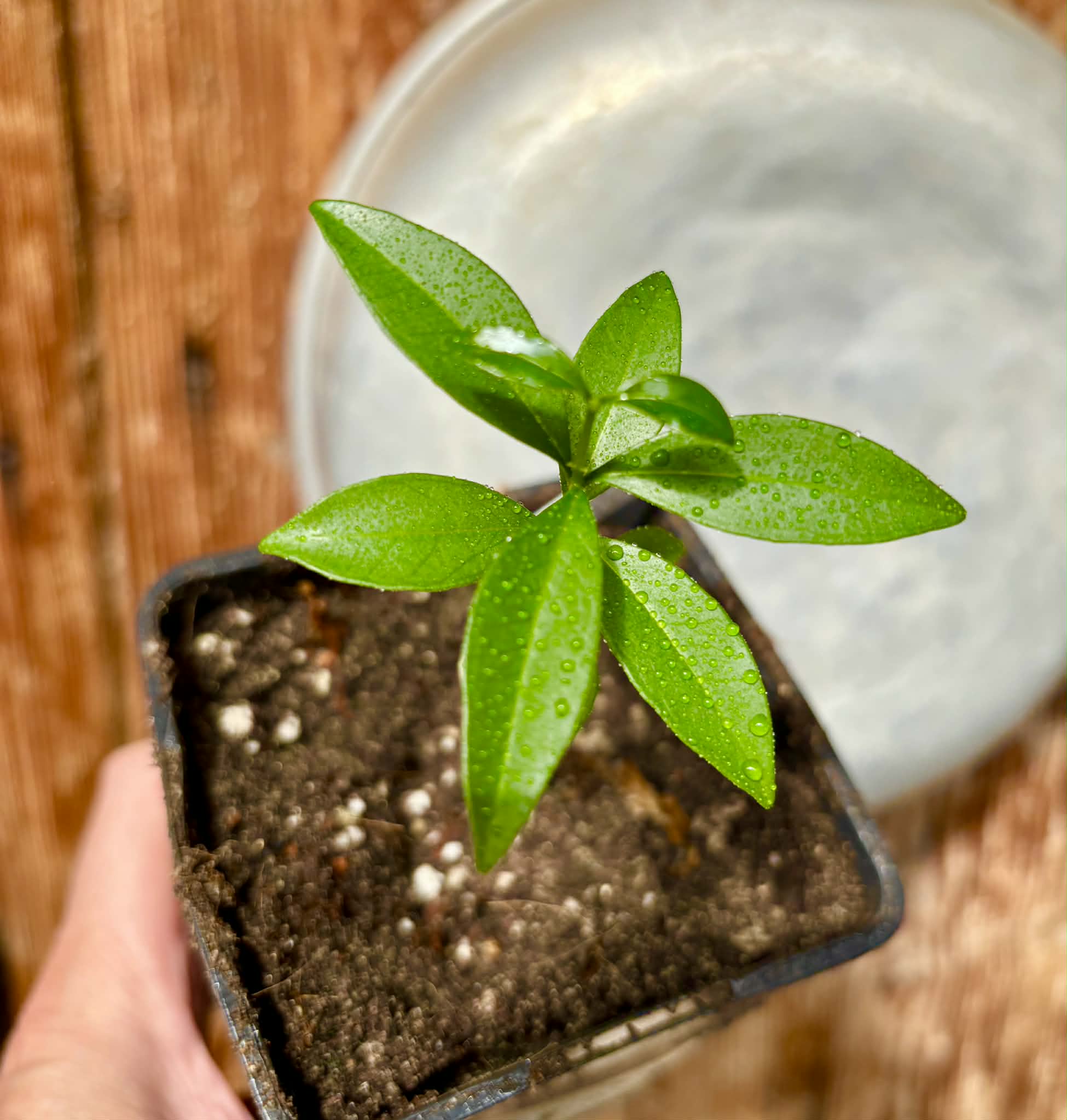 Eugenia sp. Pitanga Itobira -  1 potted seedling / 1 getopfter Sämling