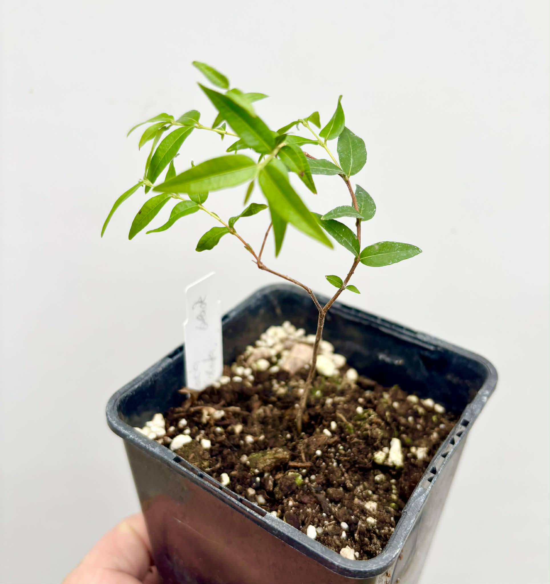 Myrciaria cuspidata BLACK - 1 potted seedling / 1 getopfter Sämling