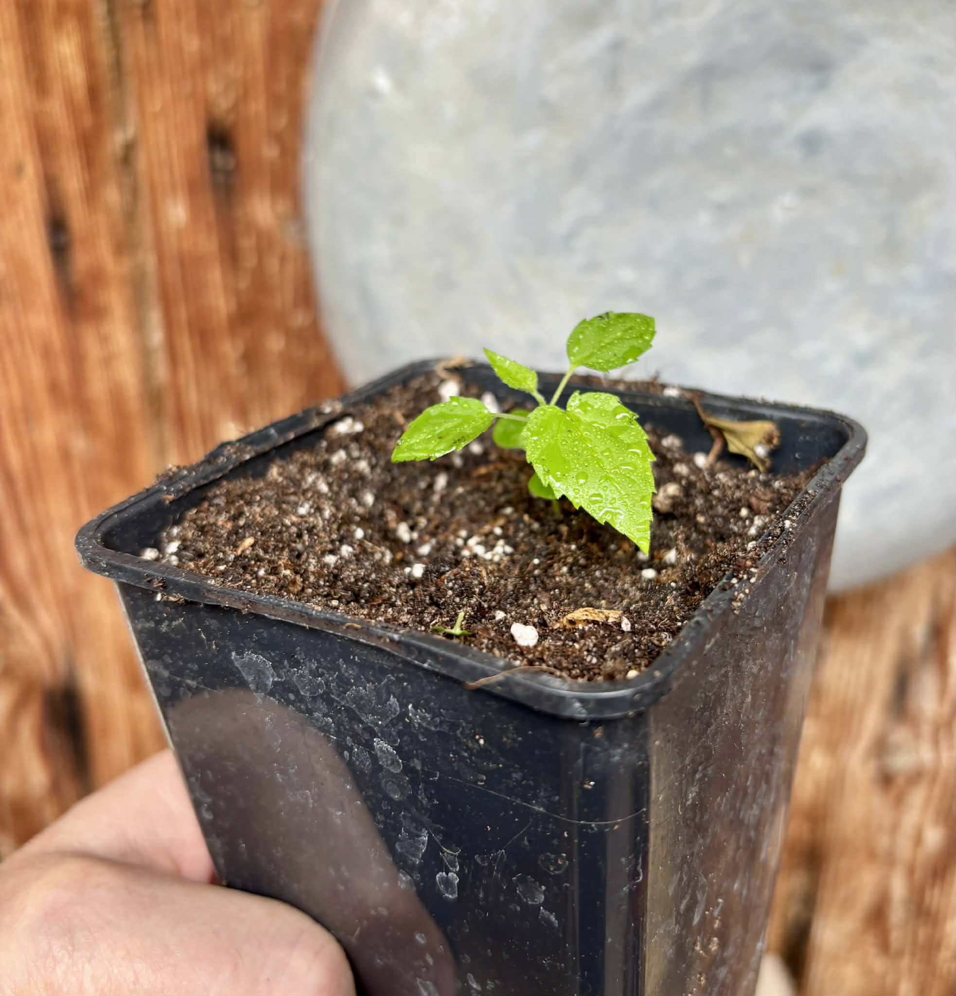 Guaí (Prockia crucis) - 1 potted seedling / 1 getopfter Sämling