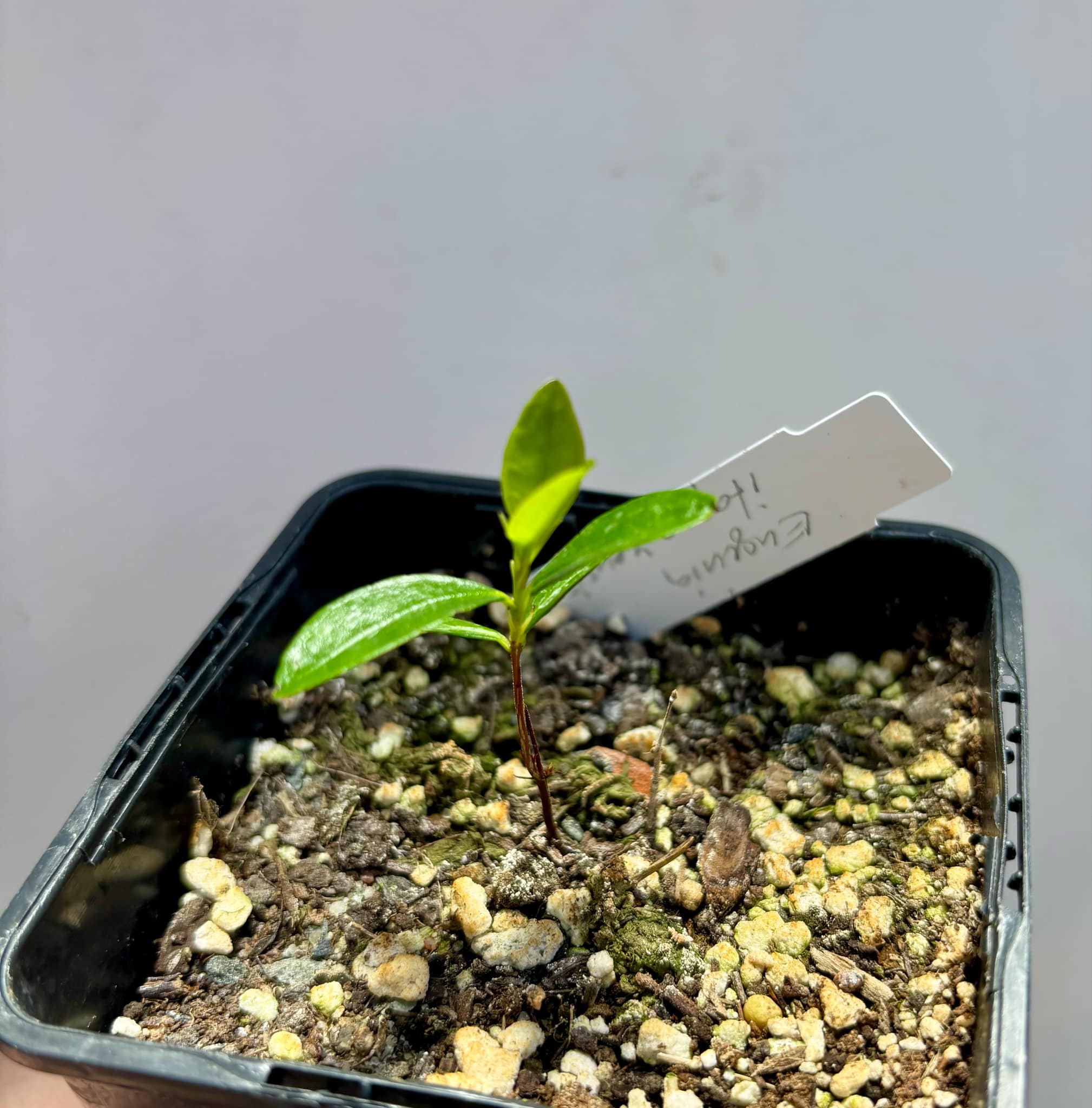 Dwarf Grumixama (Eugenia itaguahiensis) - 1 small potted seedling / 1 kleiner, getopfter Sämling Dwarf Grumixama (Eugenia itaguahiensis) - 1 small potted seedling / 1 kleiner, getopfter Sämling