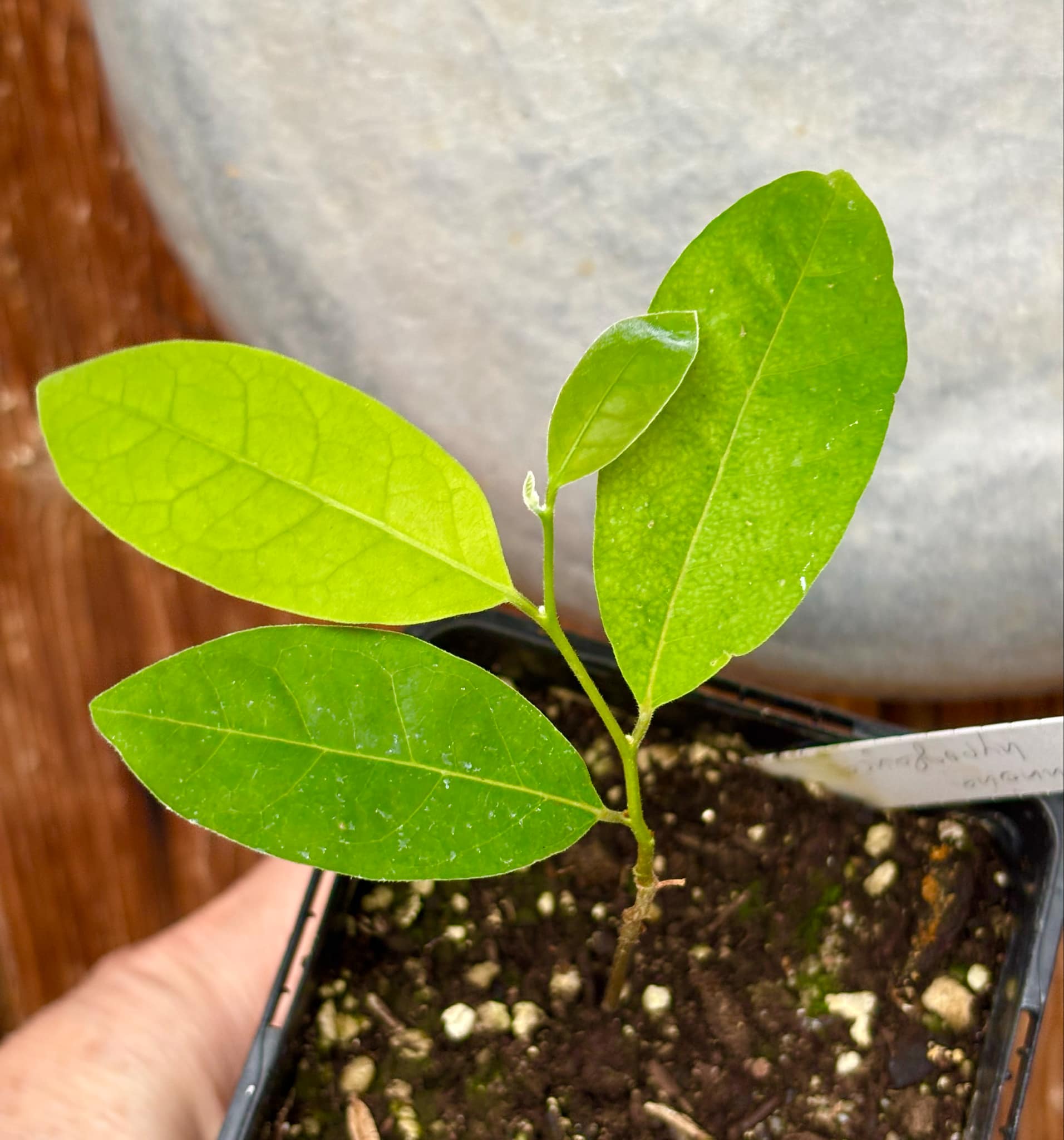 Annona hypoglauca - 1 potted plant / 1 getopfte Pflanze
