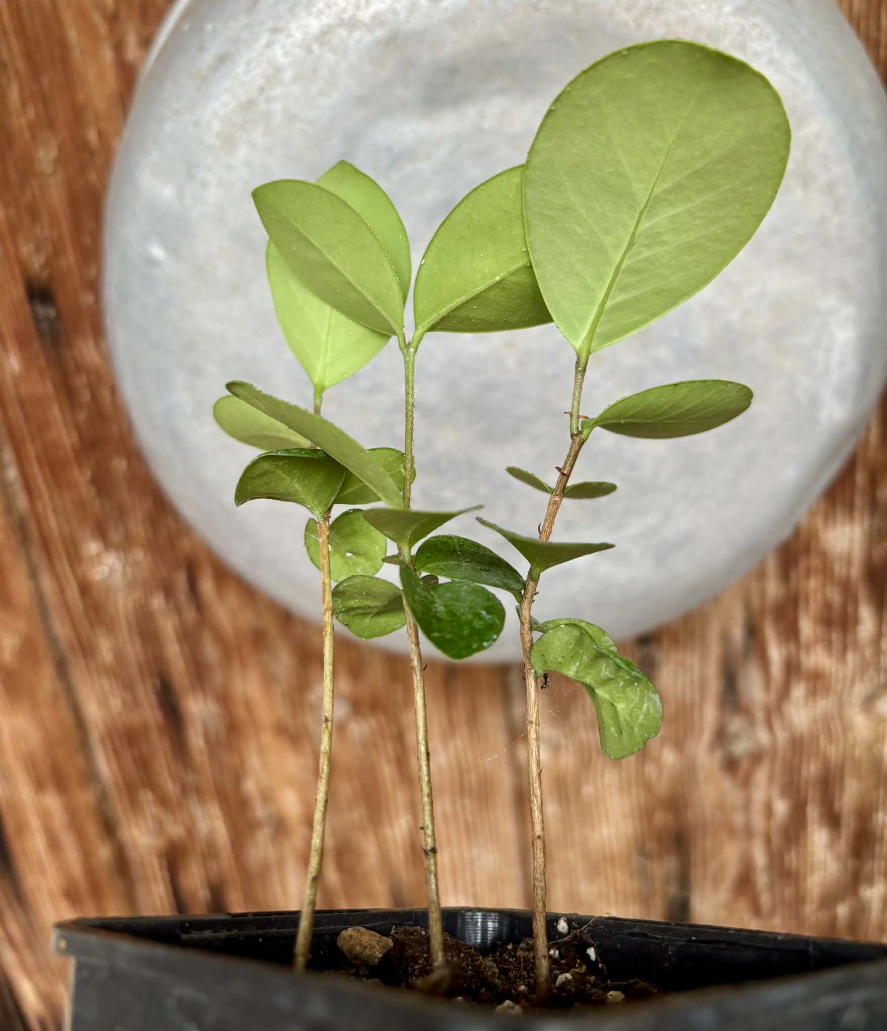 3 in 1 pot - Eugenia umbelliflora -  3 seedlings in one pot / 3 Sämlinge in einem Topf