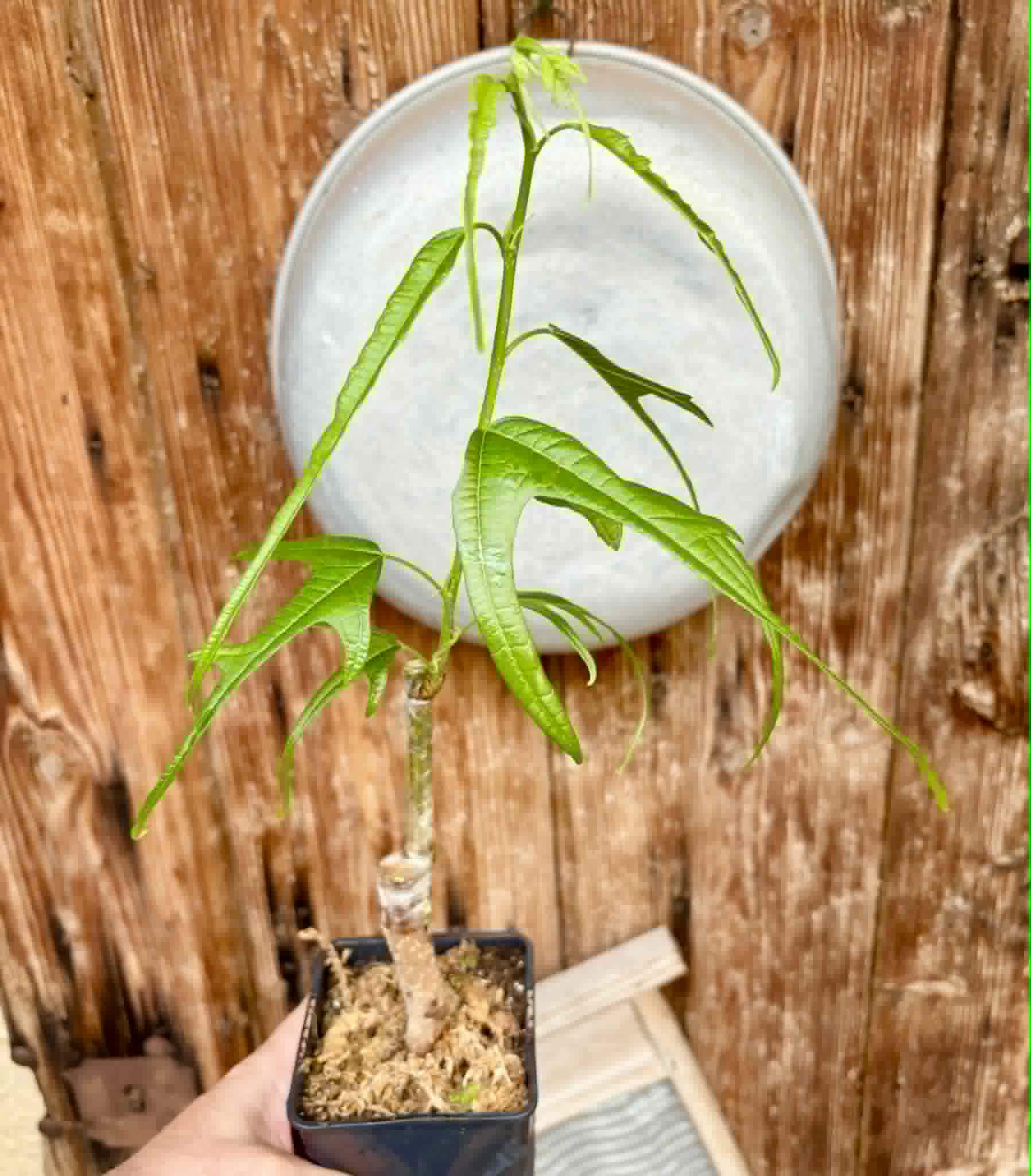 Chicken Claw (Morus trilobata) - 1 grafted, potted plant / 1 veredelte, getopfte Pflanze