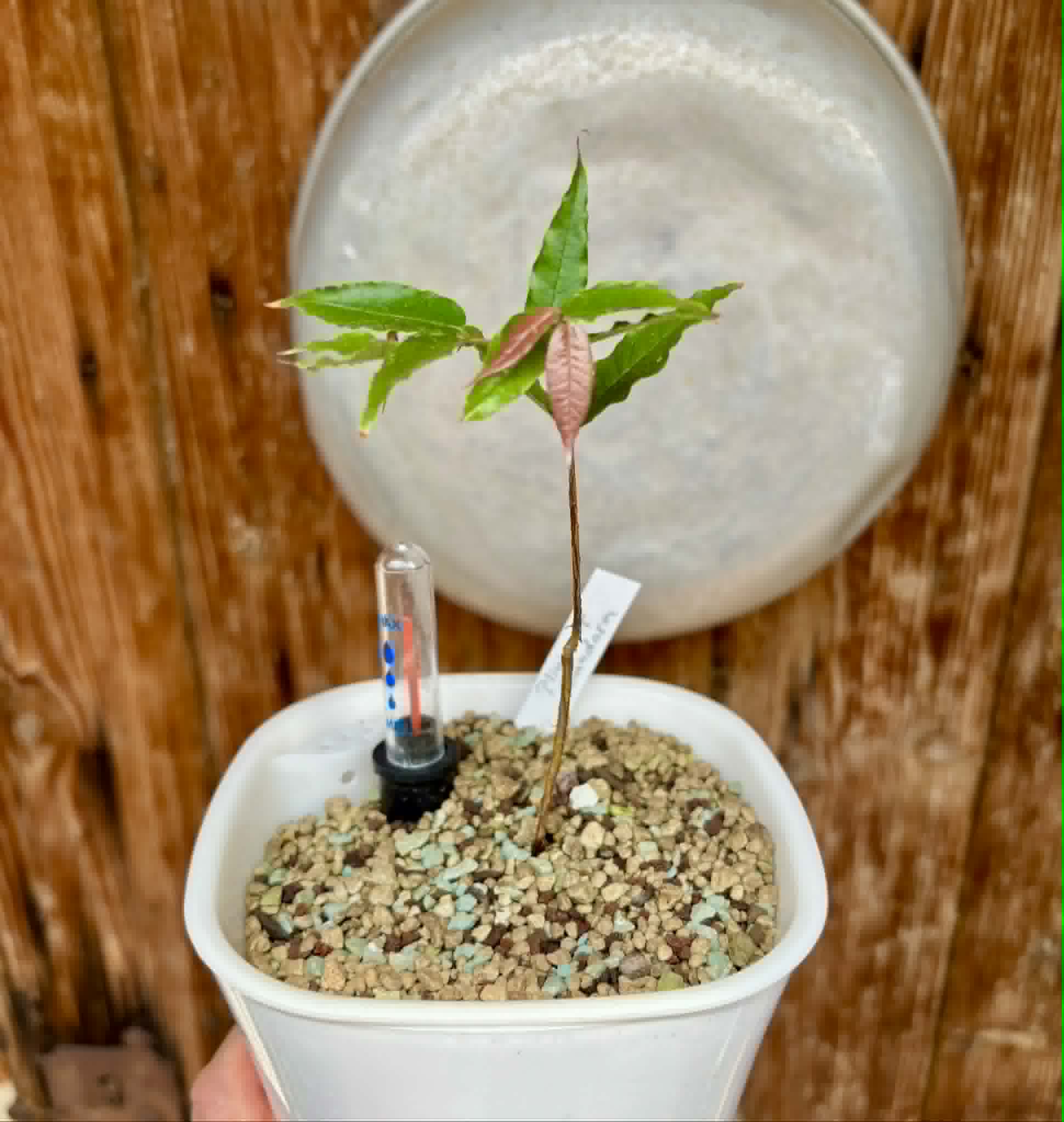 Plinia sp Dandara -  1 potted seedling / 1 getopfter Sämling