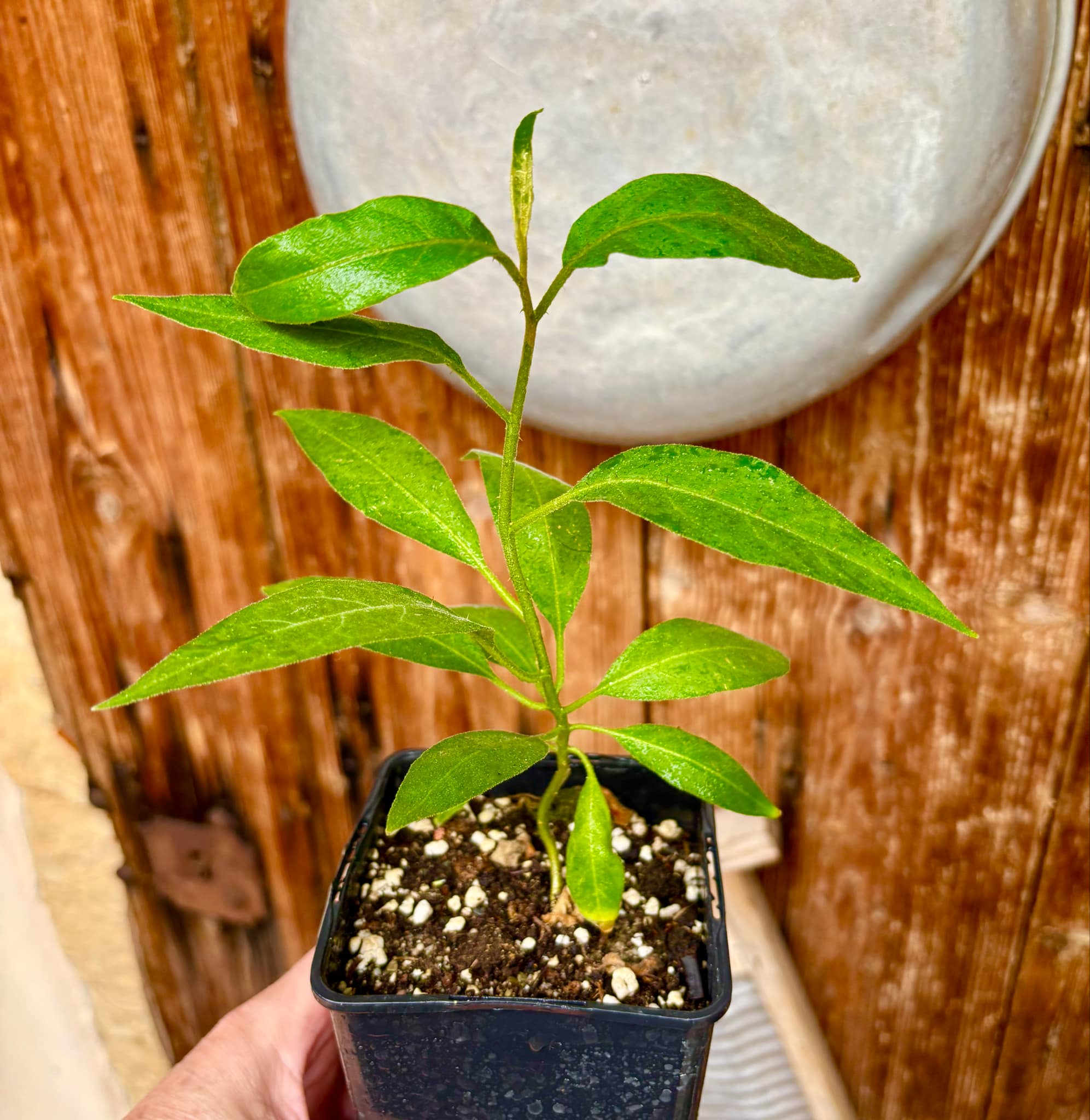 Solanum sp. Mata Escura - 1 potted plant / 1 getopfte Pflanze
