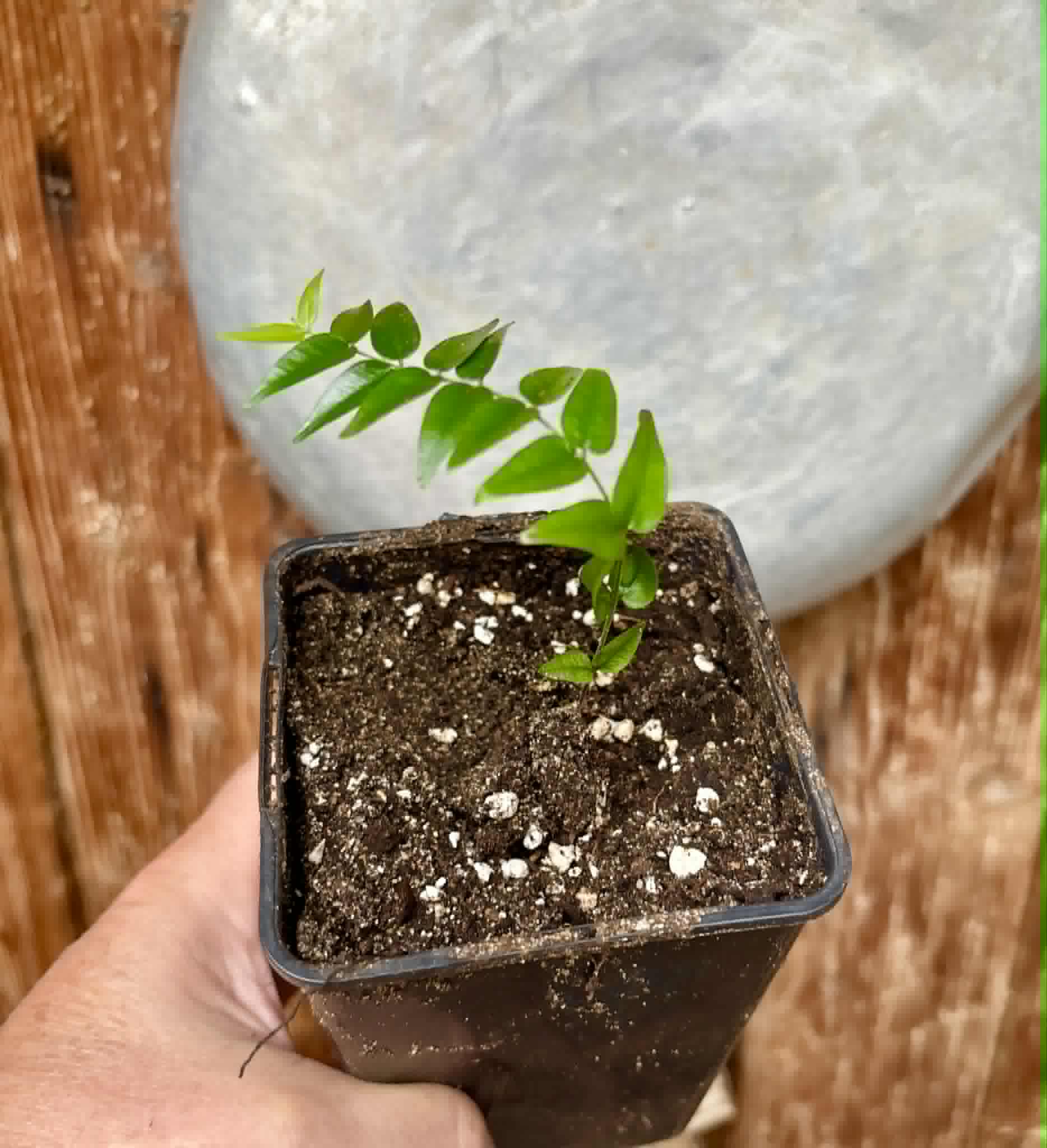Myrciaria sp Maruim - 1 potted seedling / 1 getopfter Sämling