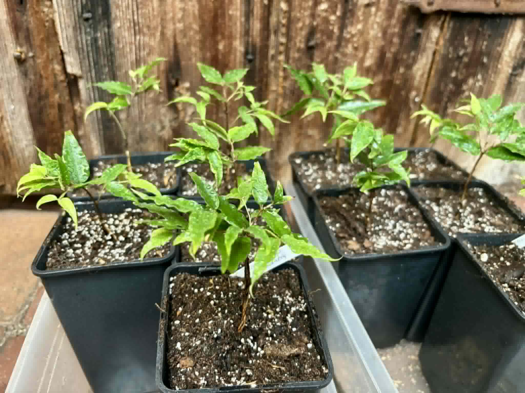 Special offer - Plinia sp Dandara -  1 potted seedling / 1 getopfter Sämling