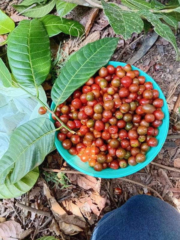 Pseudolmedia sp Amazonas  - 1 fresh seed / 1 frischer Samen