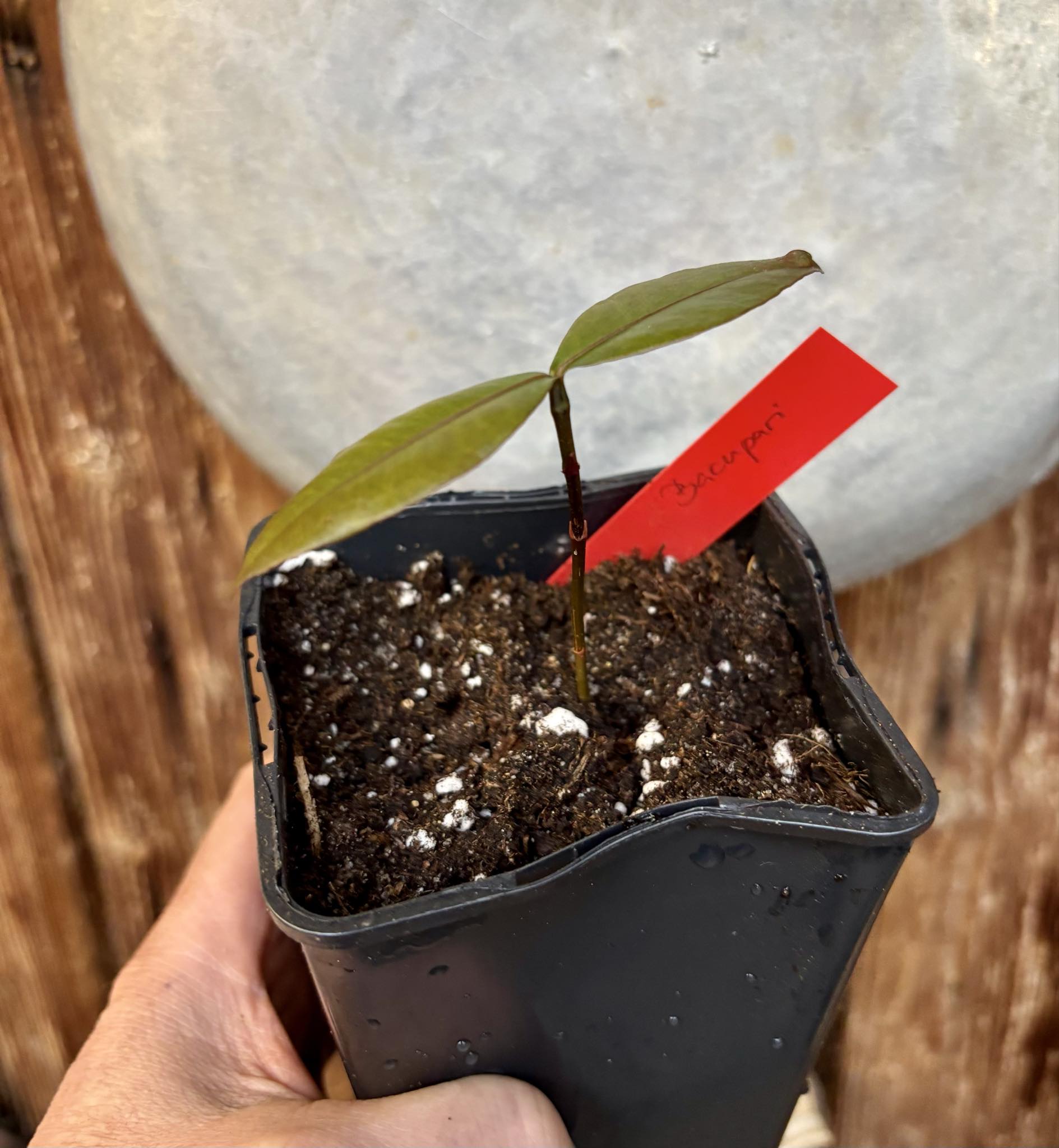 Bacupari Mexico (Garcinia brasiliensis) -  1 potted seedling / 1 getopfter Sämling